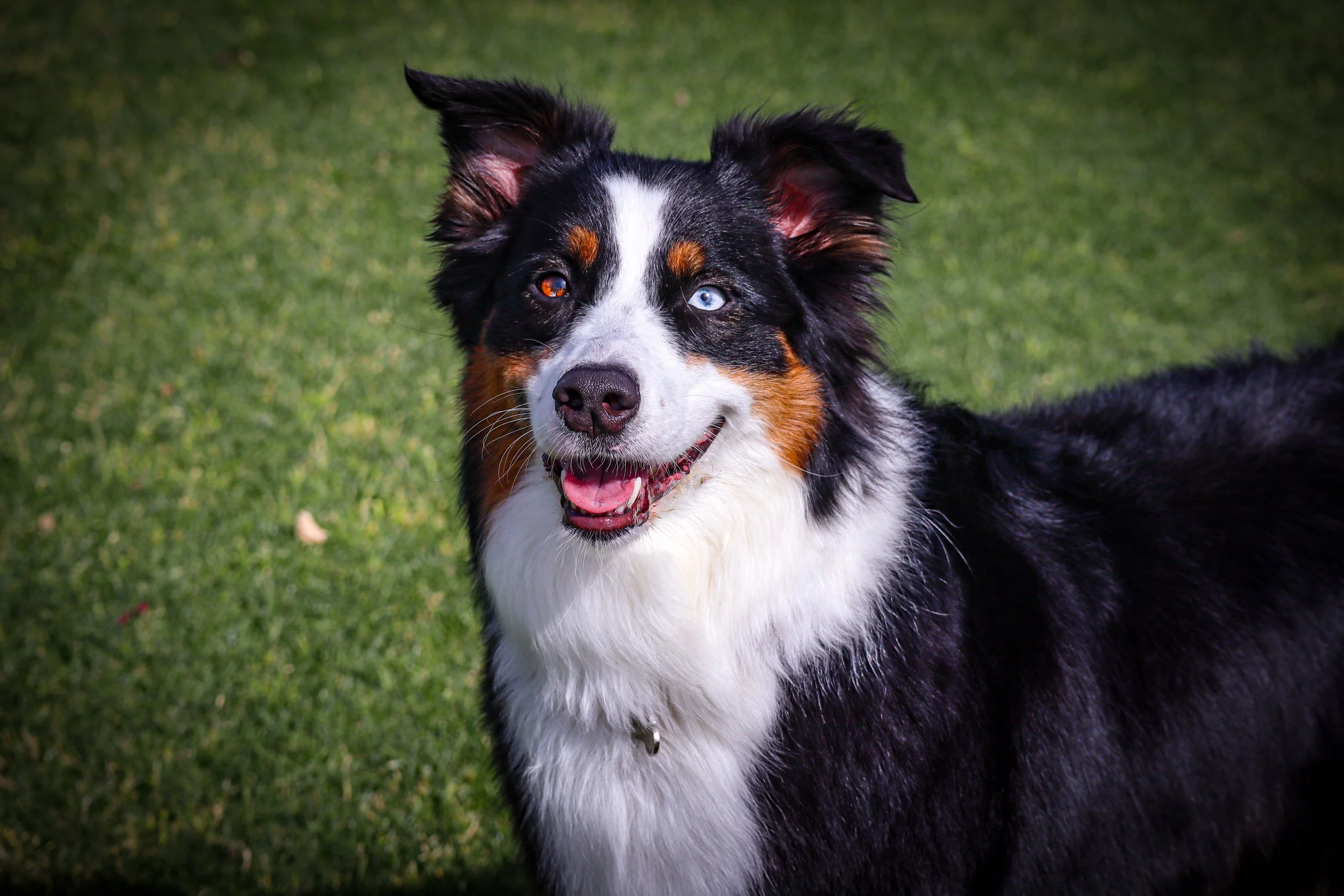 A happy multi-colored dog with one blue eye and one brown eye standing on grass.
