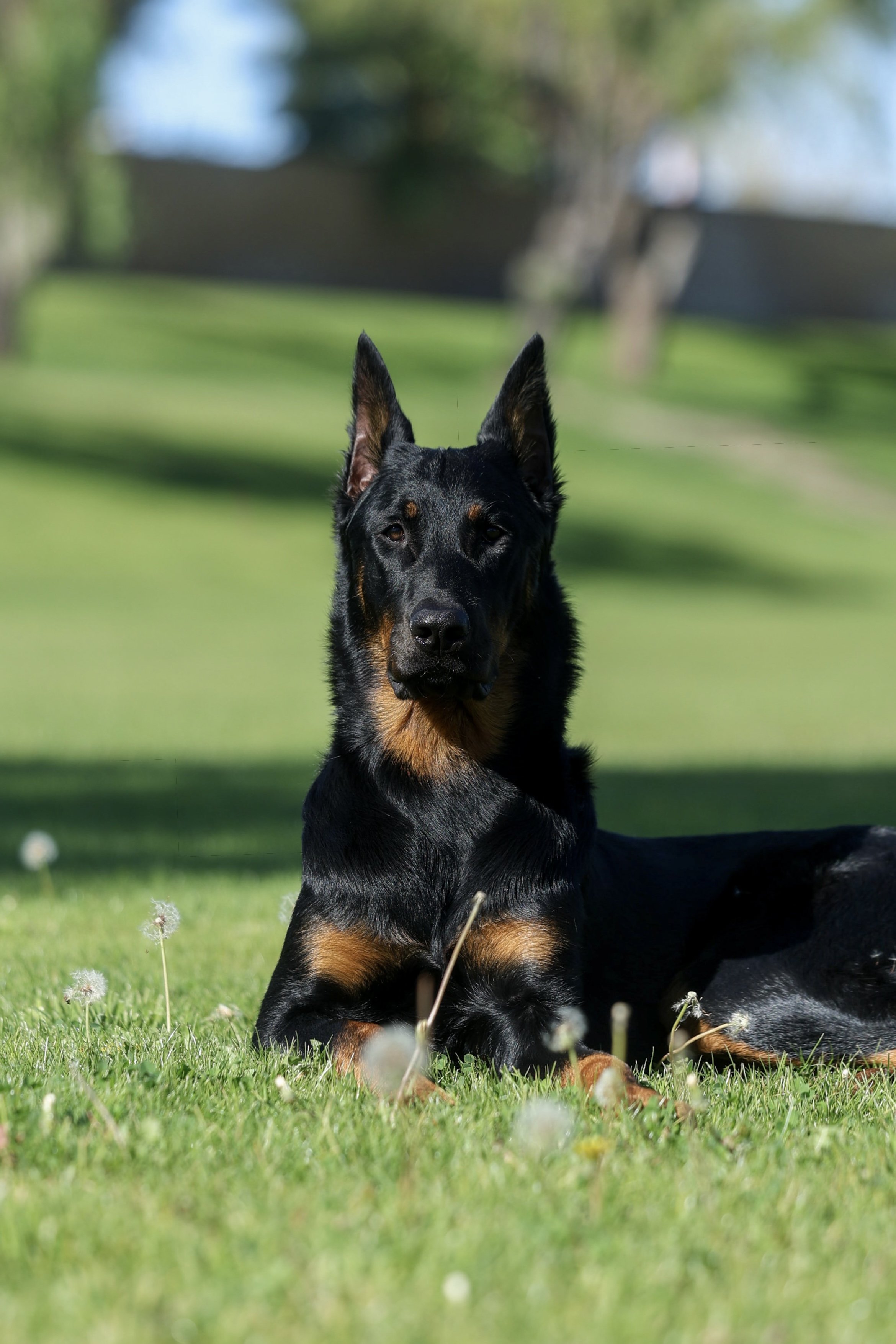 Outdoor Photoshoot Beauceron, La Quinta CA