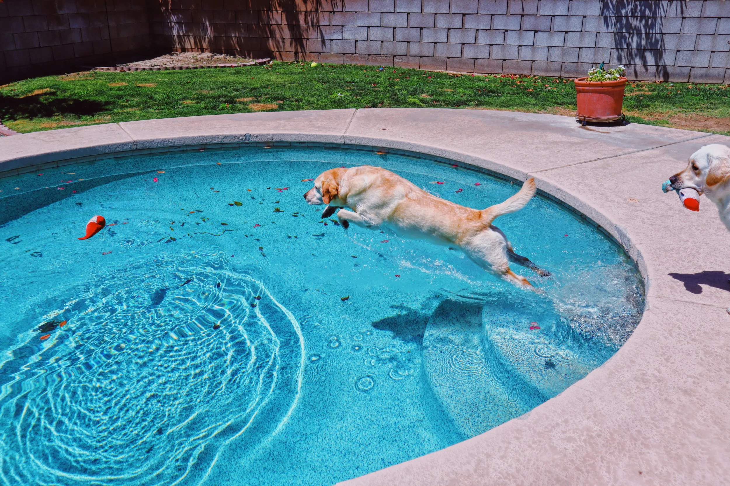 Dog Overnight Boarding in La Quinta CA- Jumping into pool
