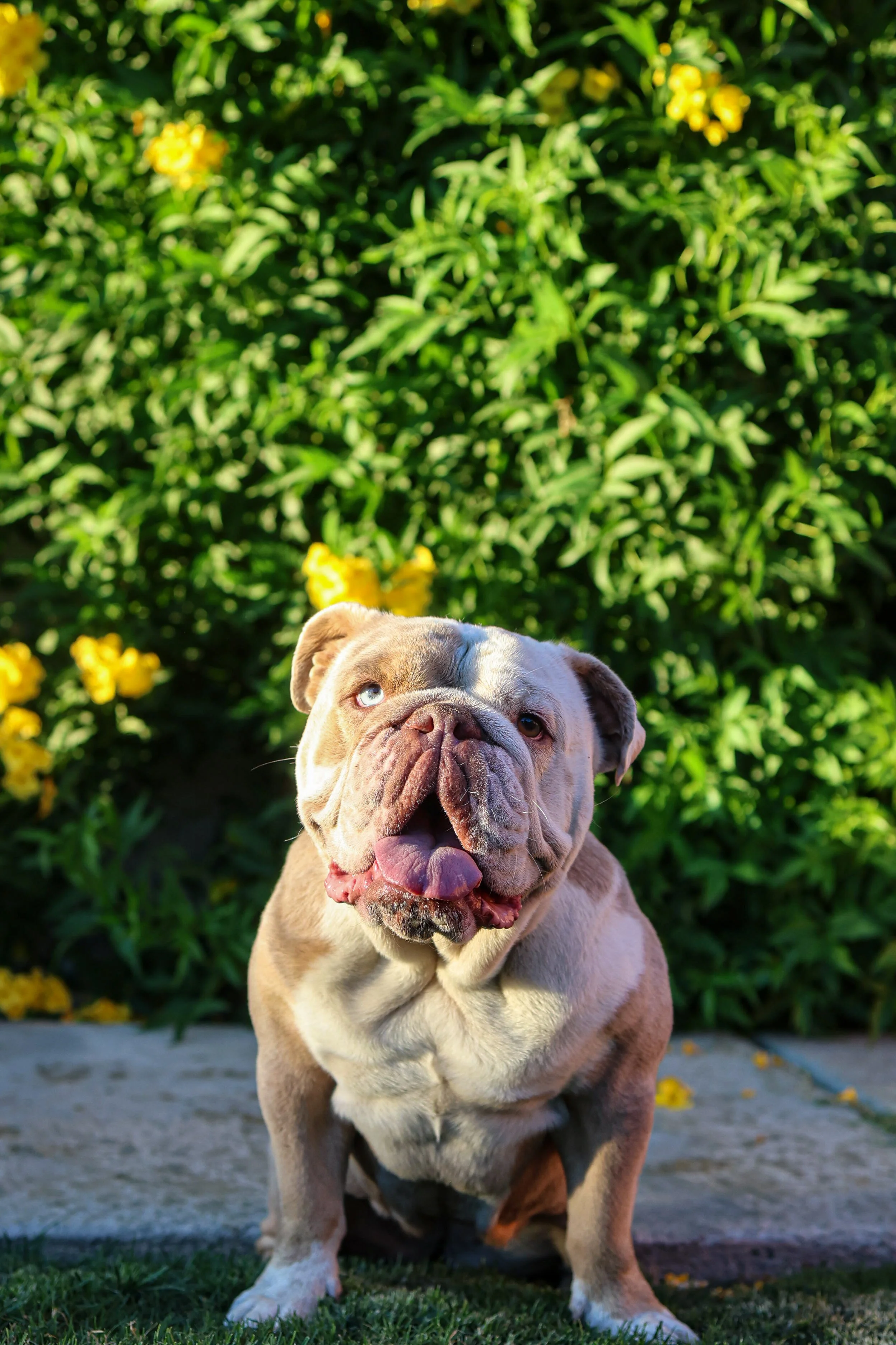 I took Birdie in a couple of years ago from a situation where she simply wasn’t the right fit anymore—through no fault of her own.
Birdie is a special girl. She has some behavioral tendencies common in Bulldogs, but they’re easily managed and don’t d