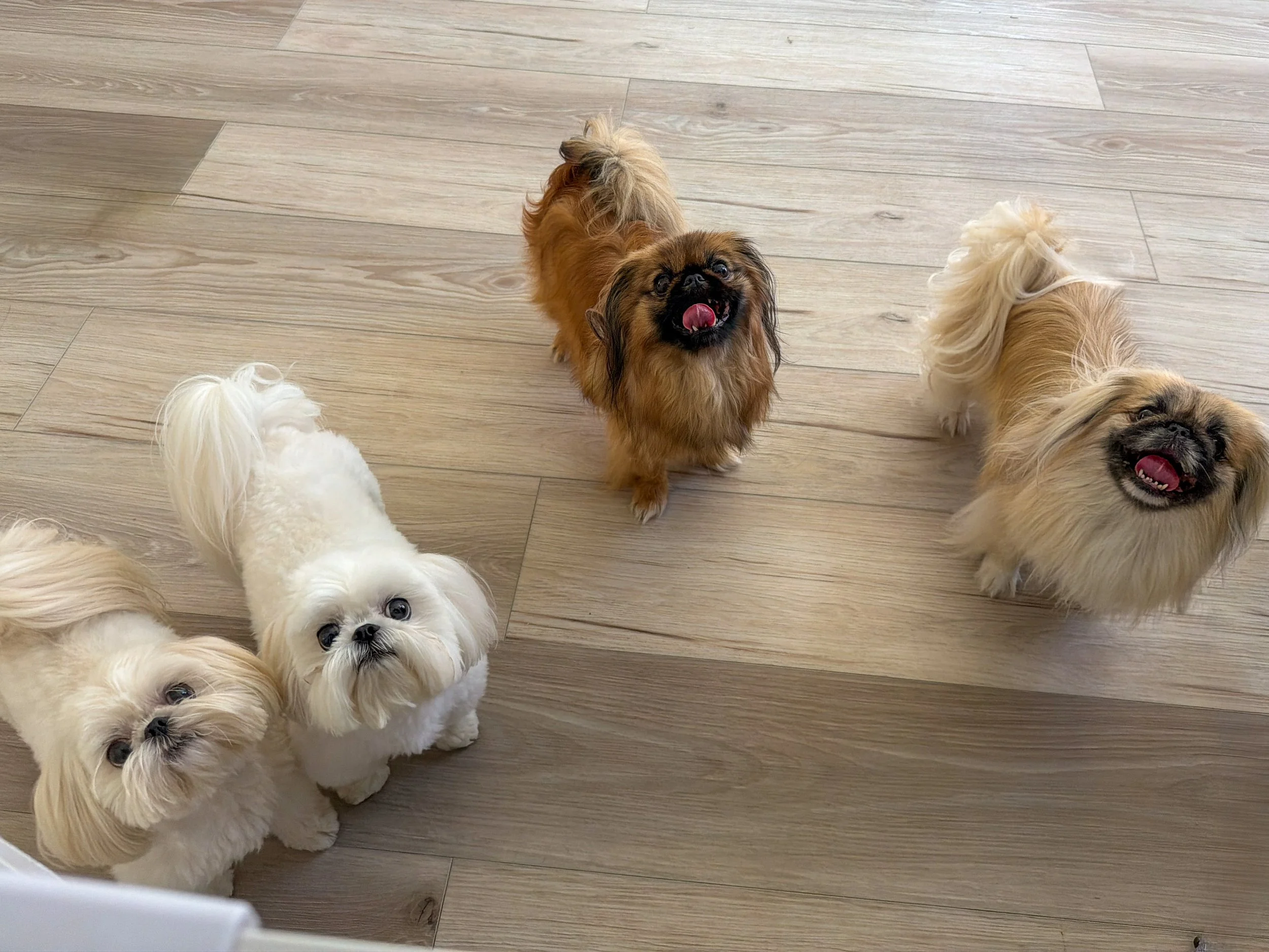 A group of small dogs, including a brown Pekingese with a black face and a white fluffy dog, sitting on a light wooden floor.