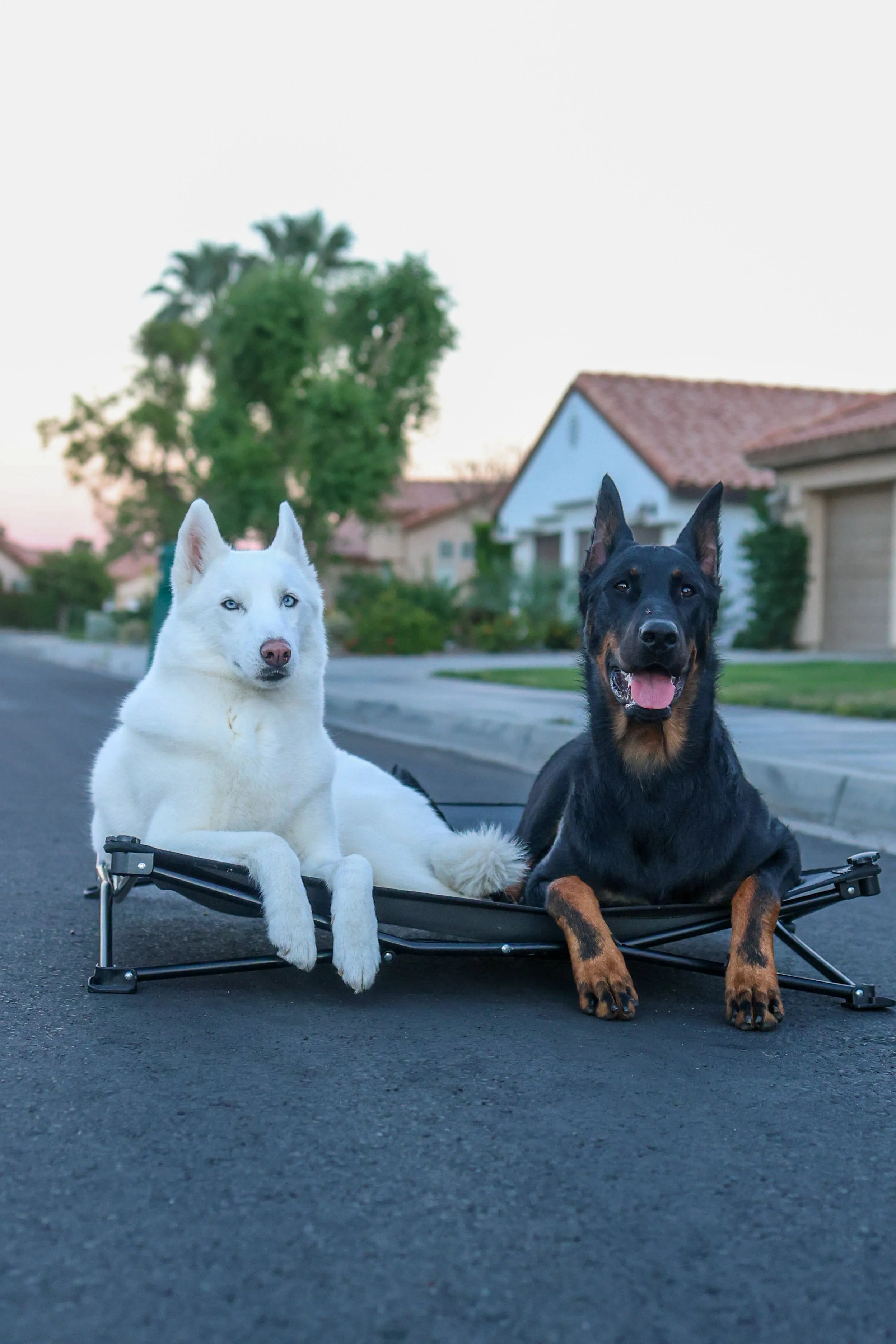 Husky & Beauceron practicing training on cot in La Quinta, CA