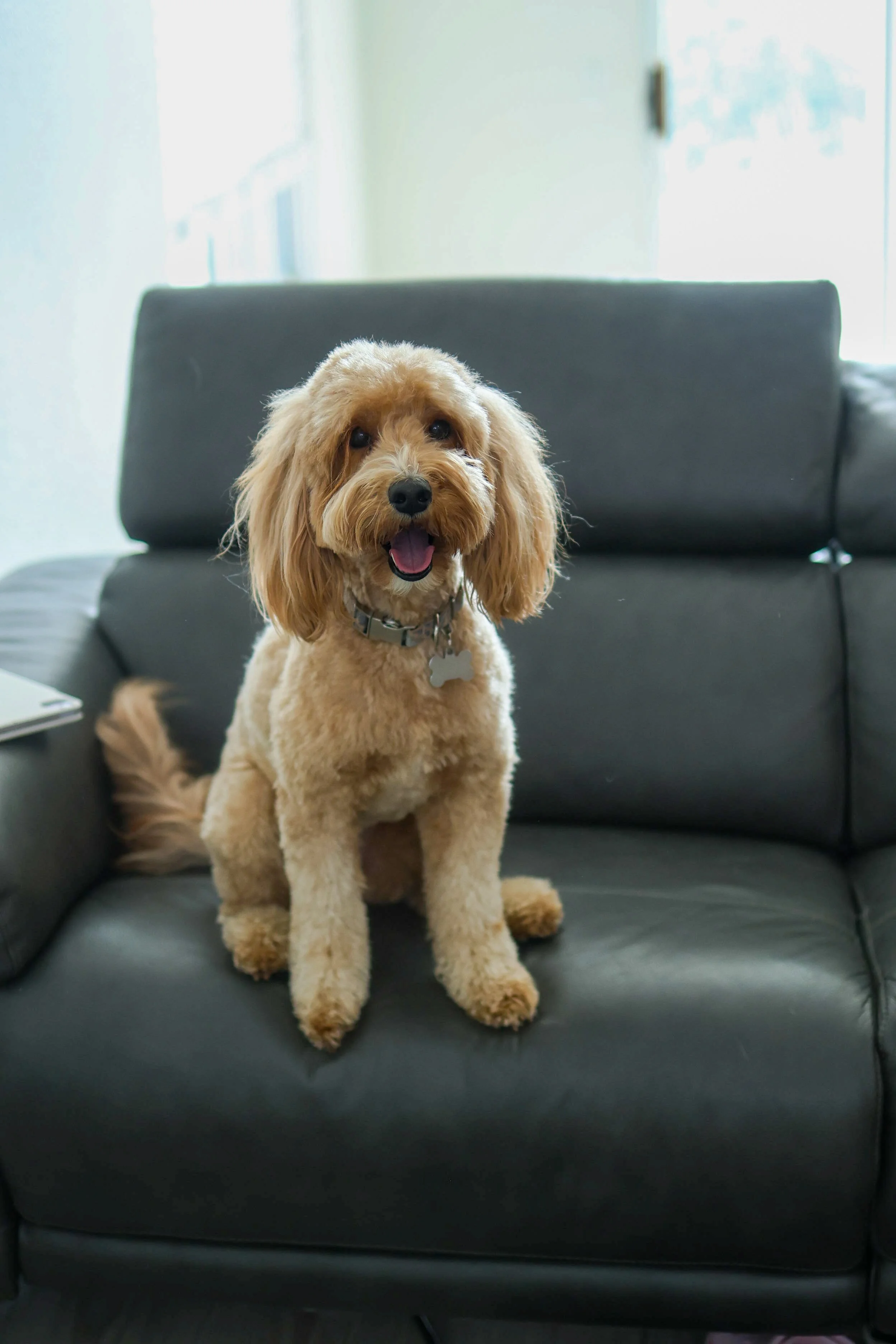 Overnight Boarding with Doodle, La Quinta, CA