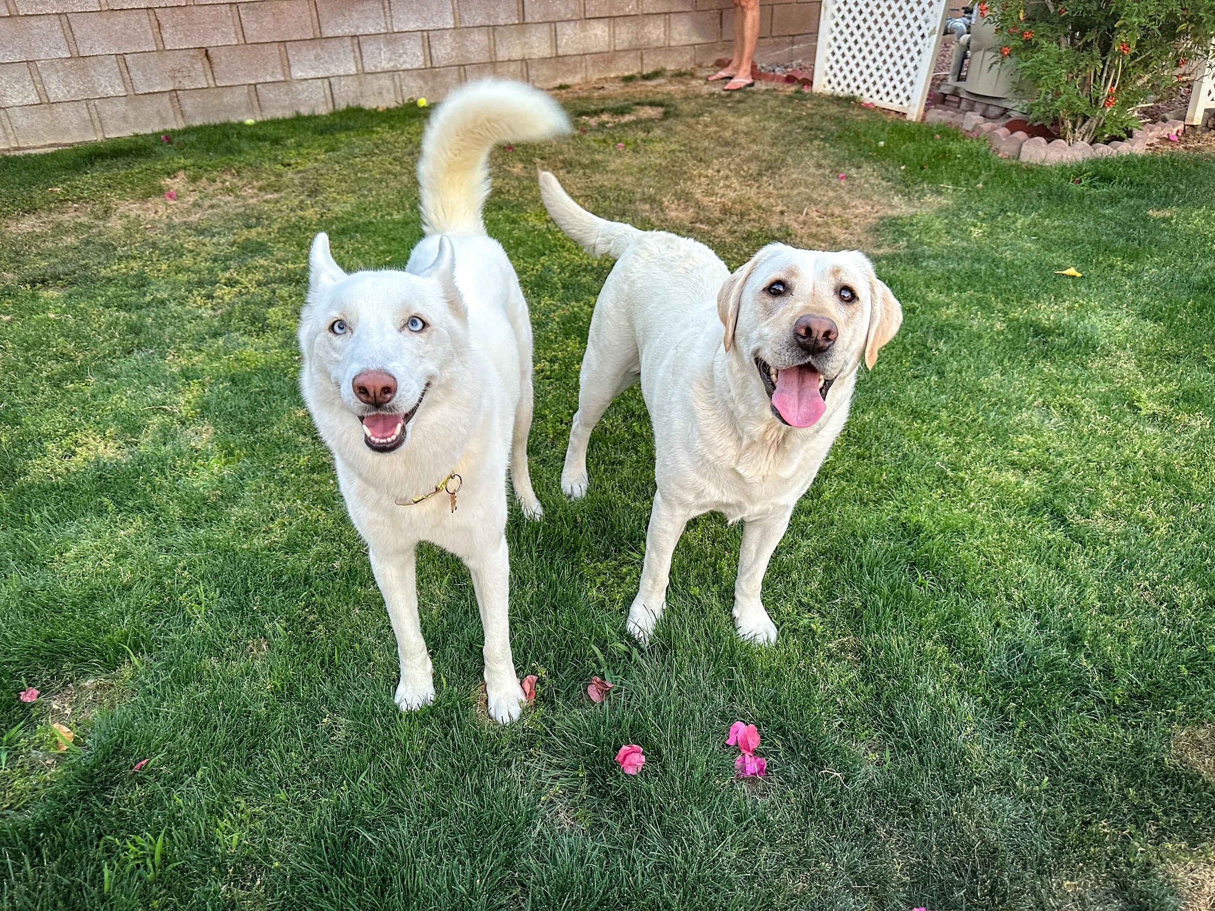 Two happy dogs, a Husky and a Labrador Retriever, standing on green grass in a backyard with a brick wall and plants in the background- Dog Daytime Care