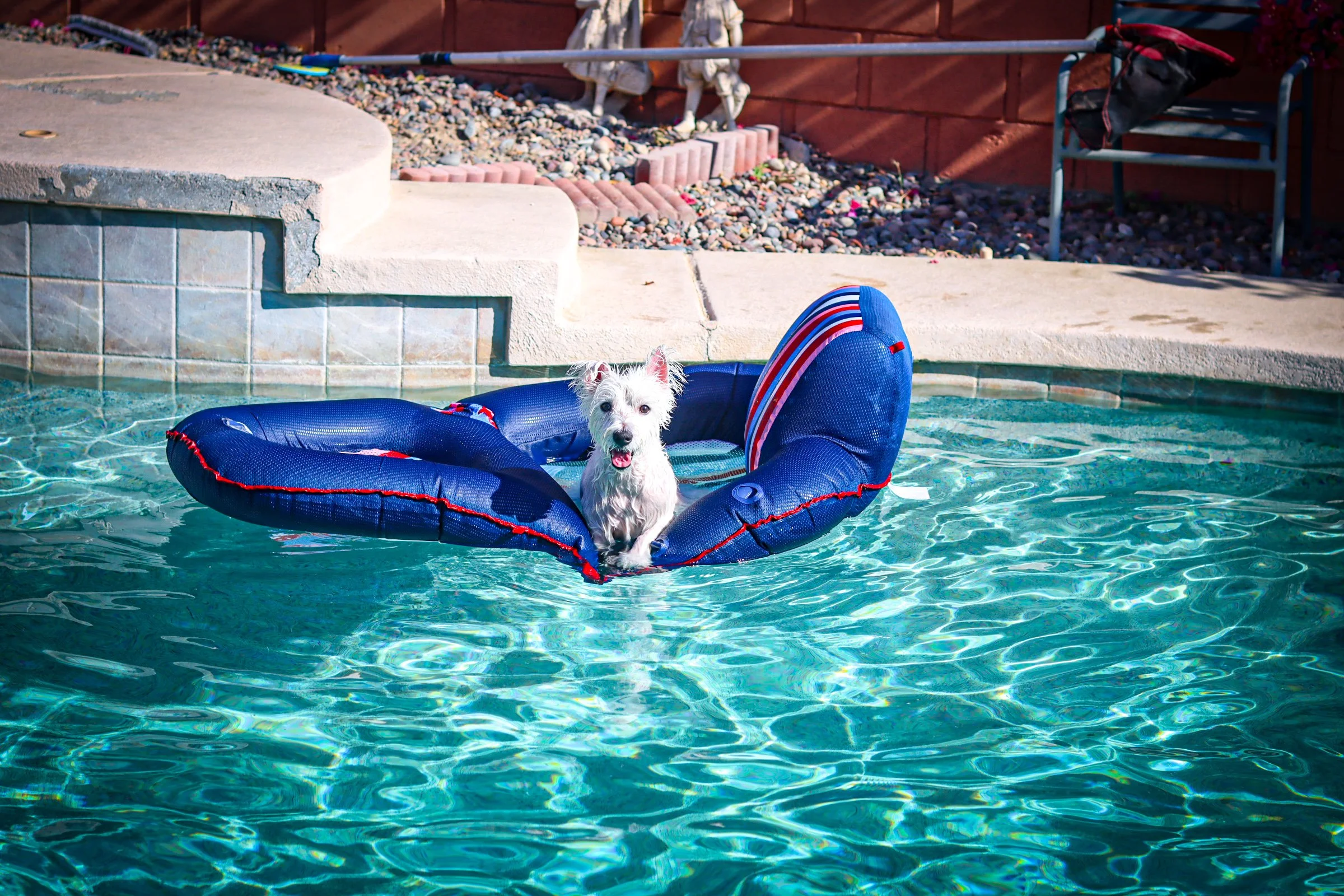 Dog Overnight Boarding in La Quinta CA-Poolside Hanging