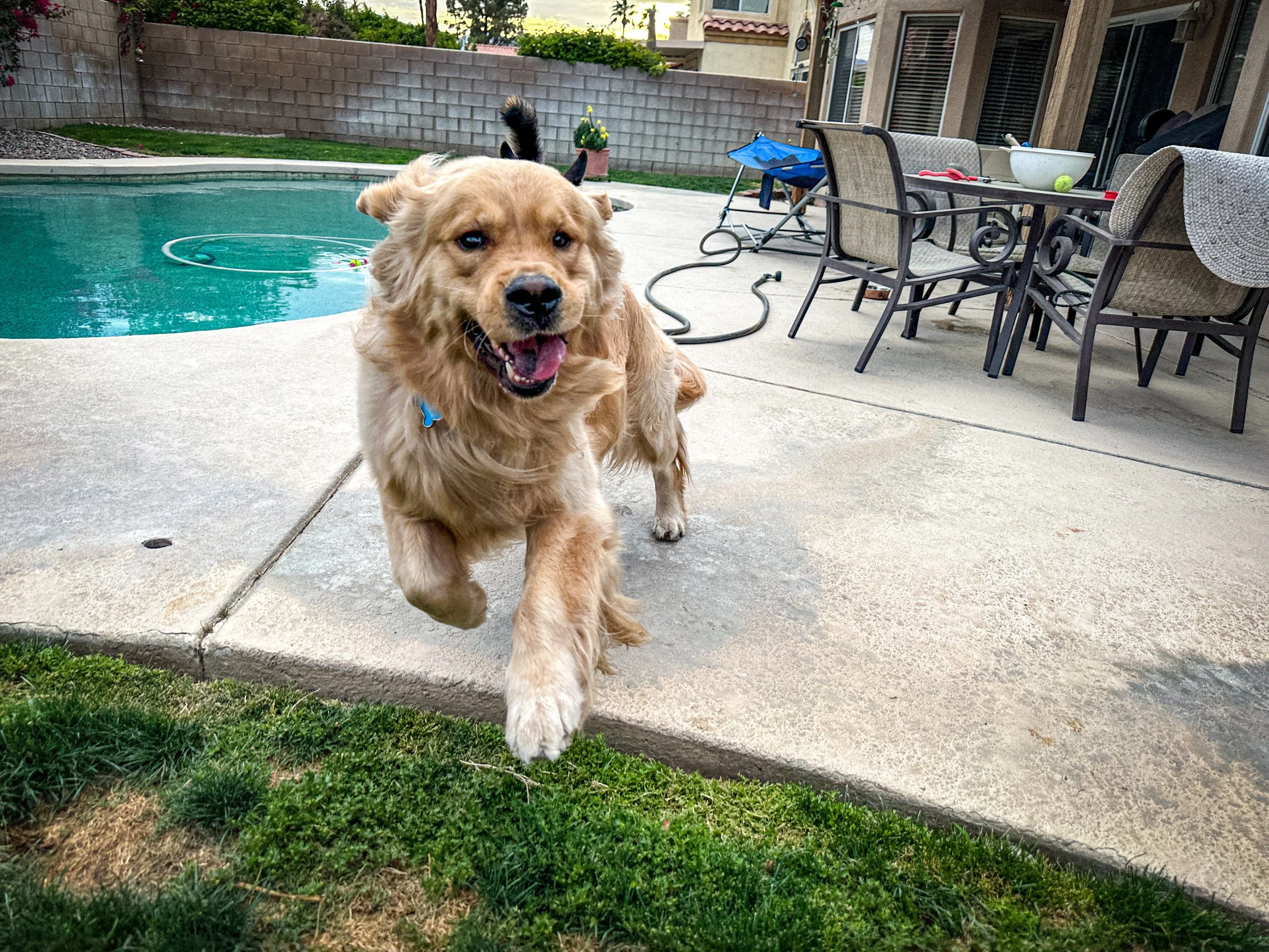Golden retriever dog running on concrete patio next to grass backyard with swimming pool and patio furniture-Dog Board & Train in La Quinta CA