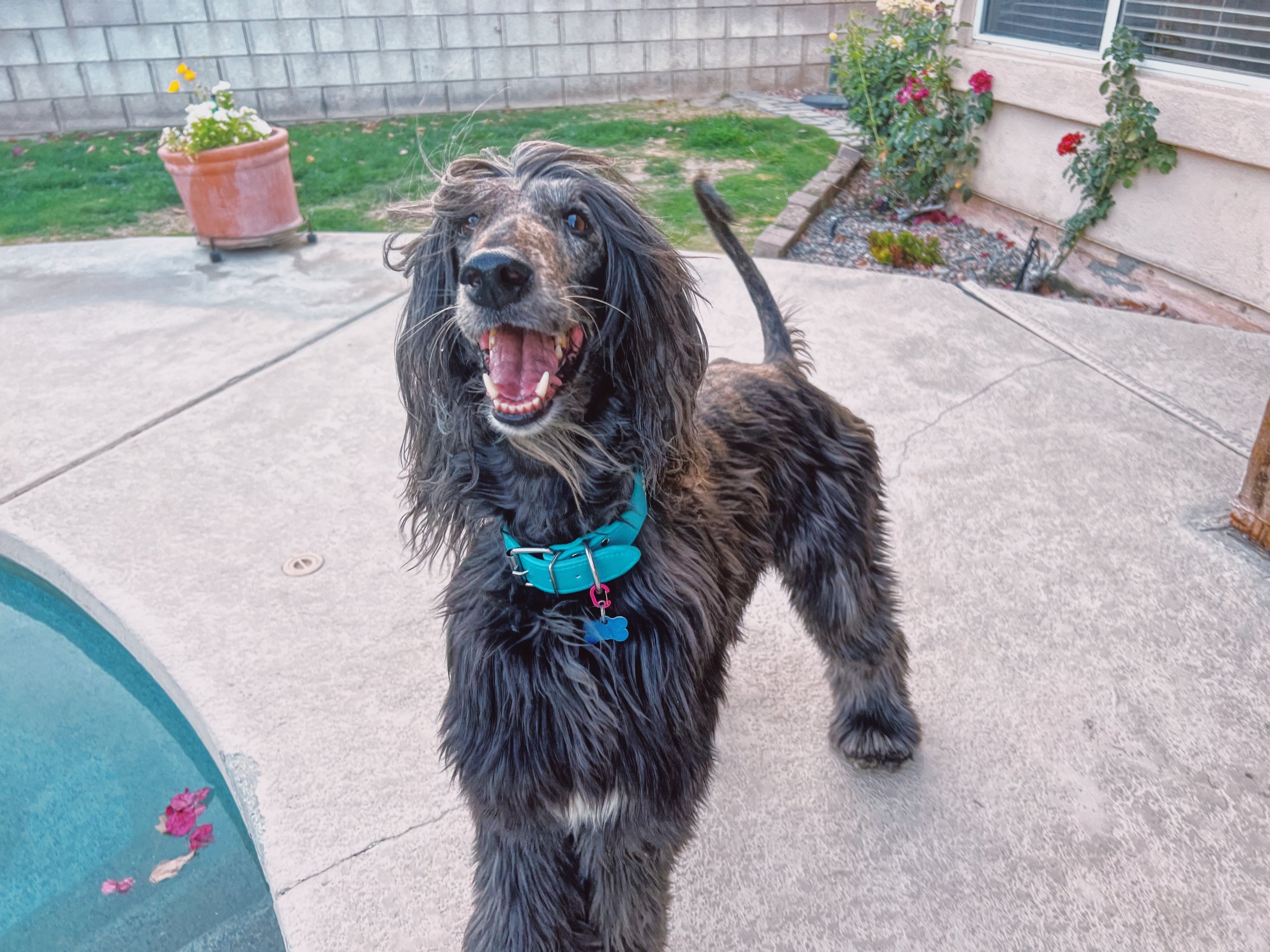 Prada- Left us too young but left a lasting impression on everyone she met. She was sassy but sweet and loving in her own way. She is who inspired me to get into conformation 