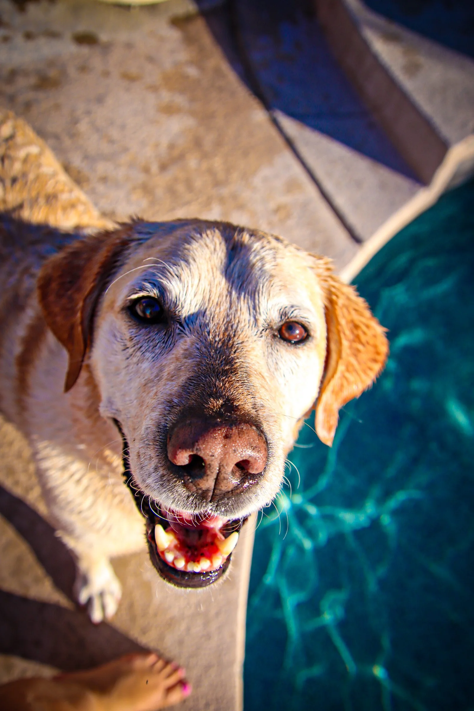 A happy dog with a multicolored coat, standing near a swimming pool, looking up at the camera.