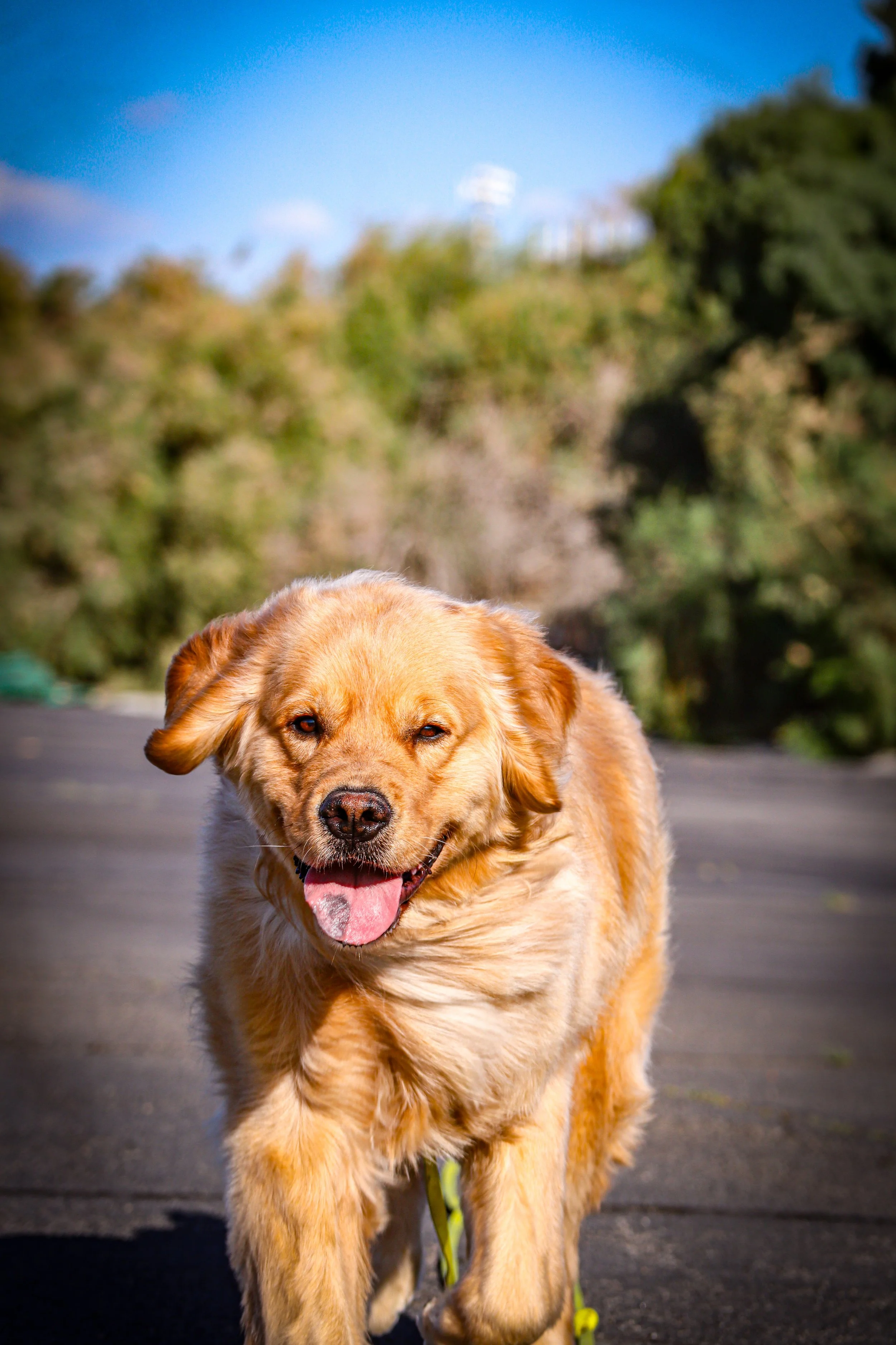 A happy golden retriever mix walking outdoors on a sunny day with a blurred background of trees and a blue sky -Dog Board & Train in La Quinta CA