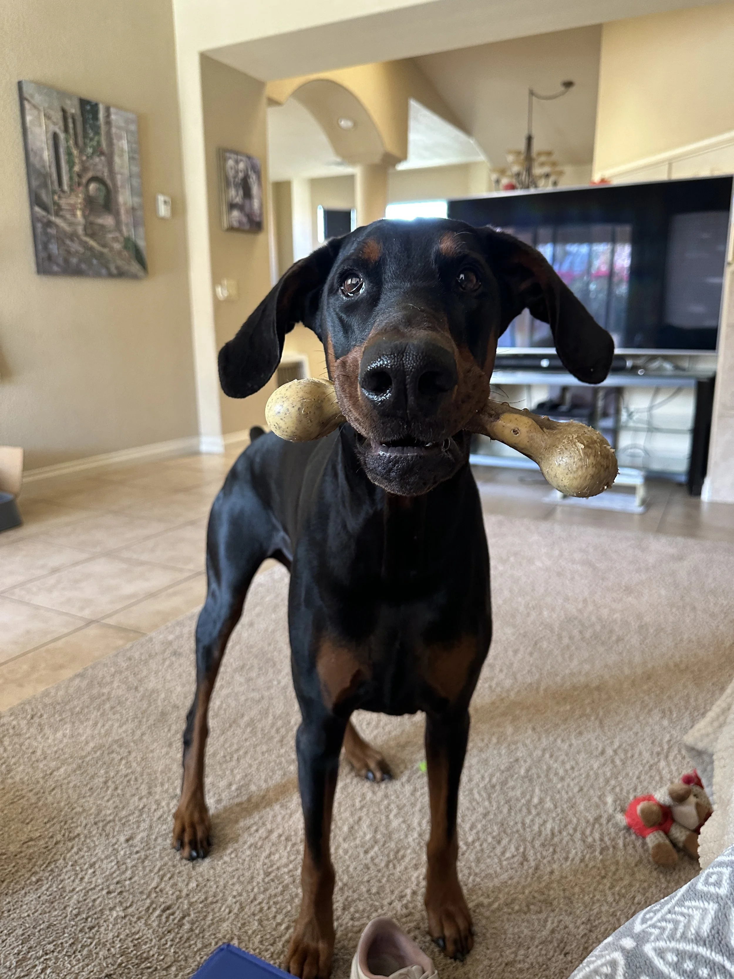A black and tan dog holding a large bone in its mouth inside a living room-Dog Board & Train in La Quinta CA