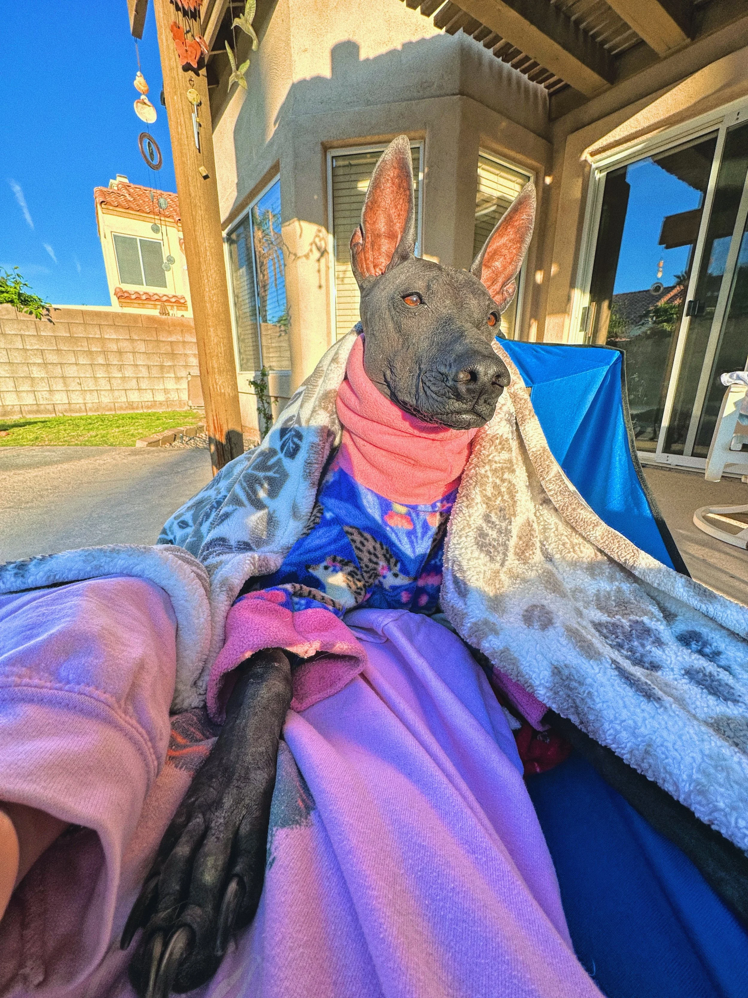 A dog dressed in a colorful outfit and pink scarf, sitting outdoors with a blanket over its shoulders, on a folding chair in a backyard during sunny weather -Dog Overnight Boarding in La Quinta CA