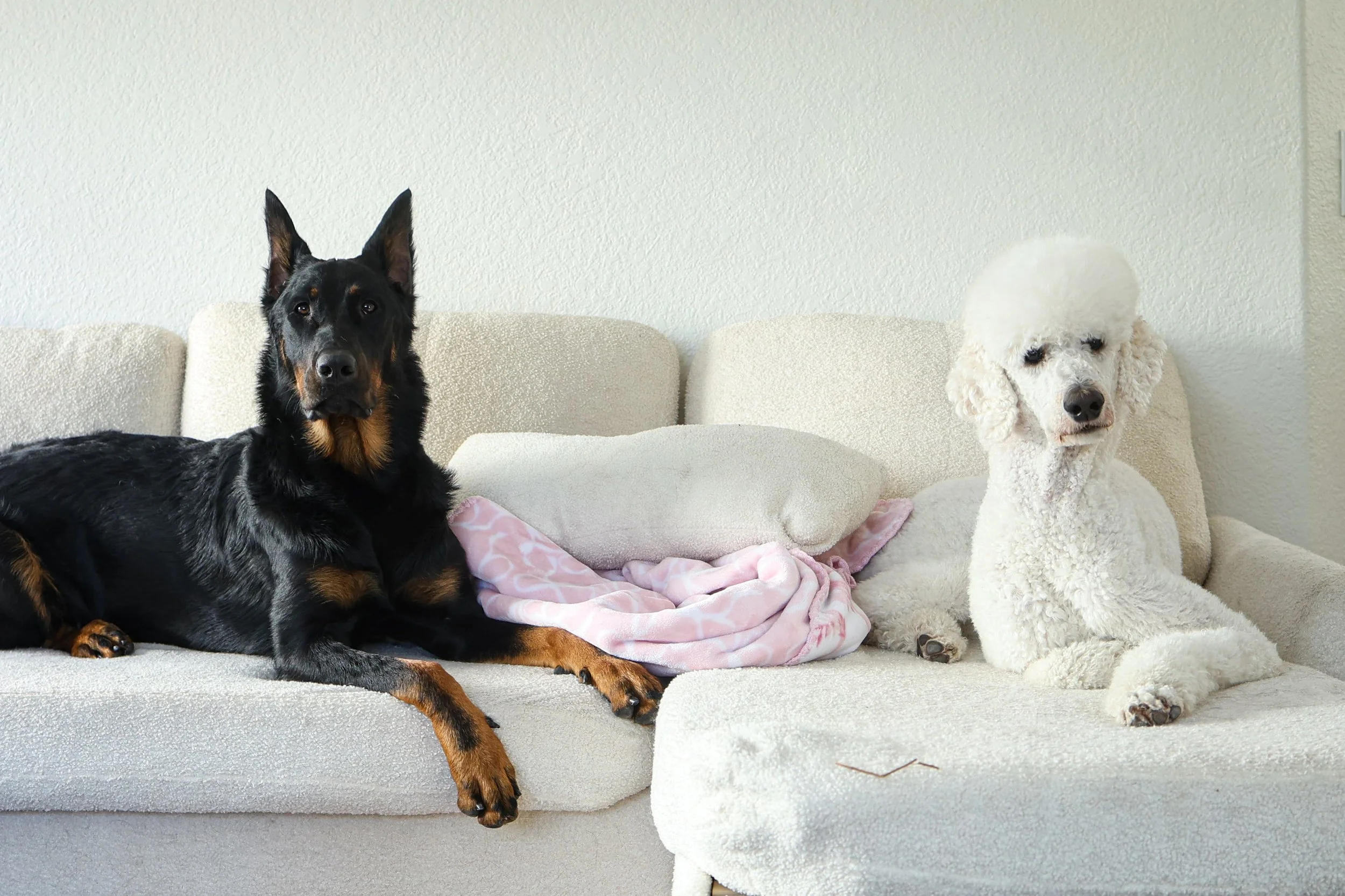 Overnight Boarding in La Quinta, CA