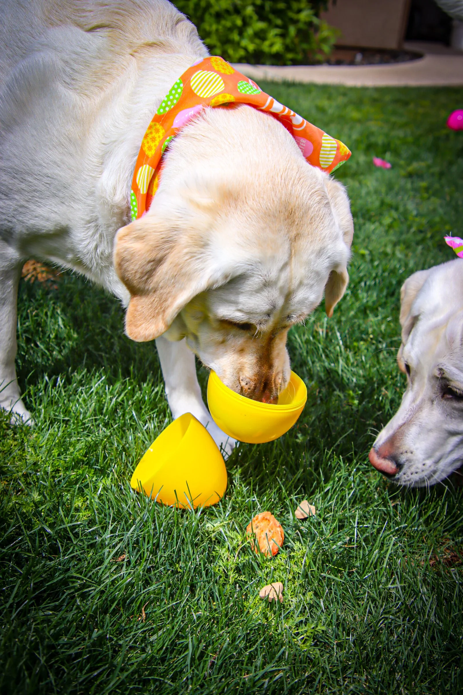 Dog Overnight Boarding in La Quinta CA -Easter Egg Hunt