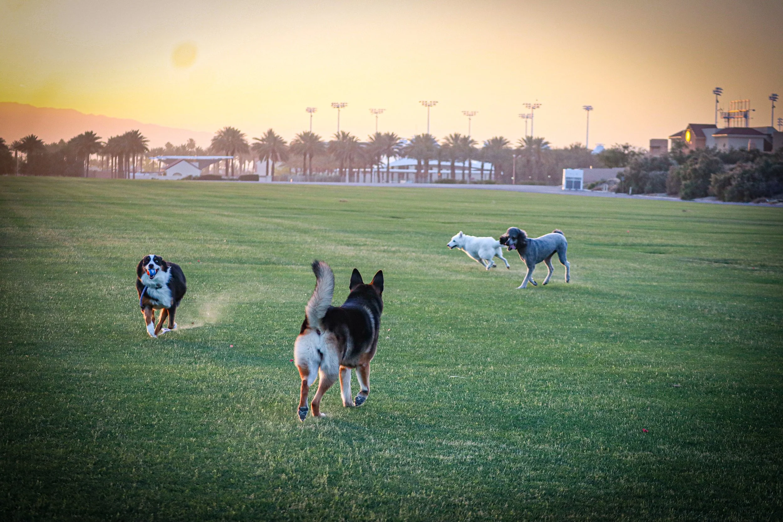 Four dogs playing fetch on a grassy field during sunset, with palm trees and buildings in the background.