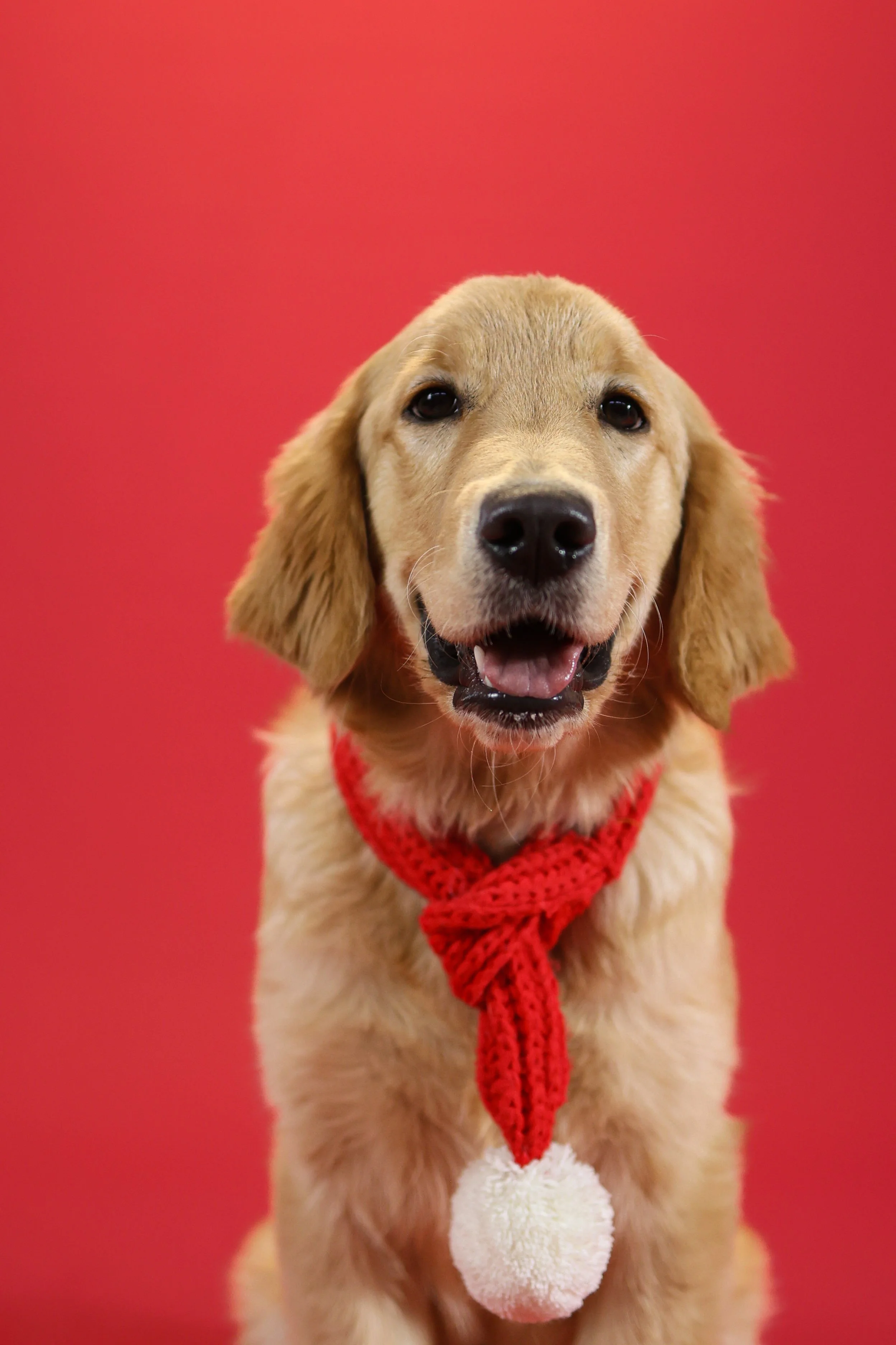 Christmas Portrait Photoshoot in La Quinta, CA