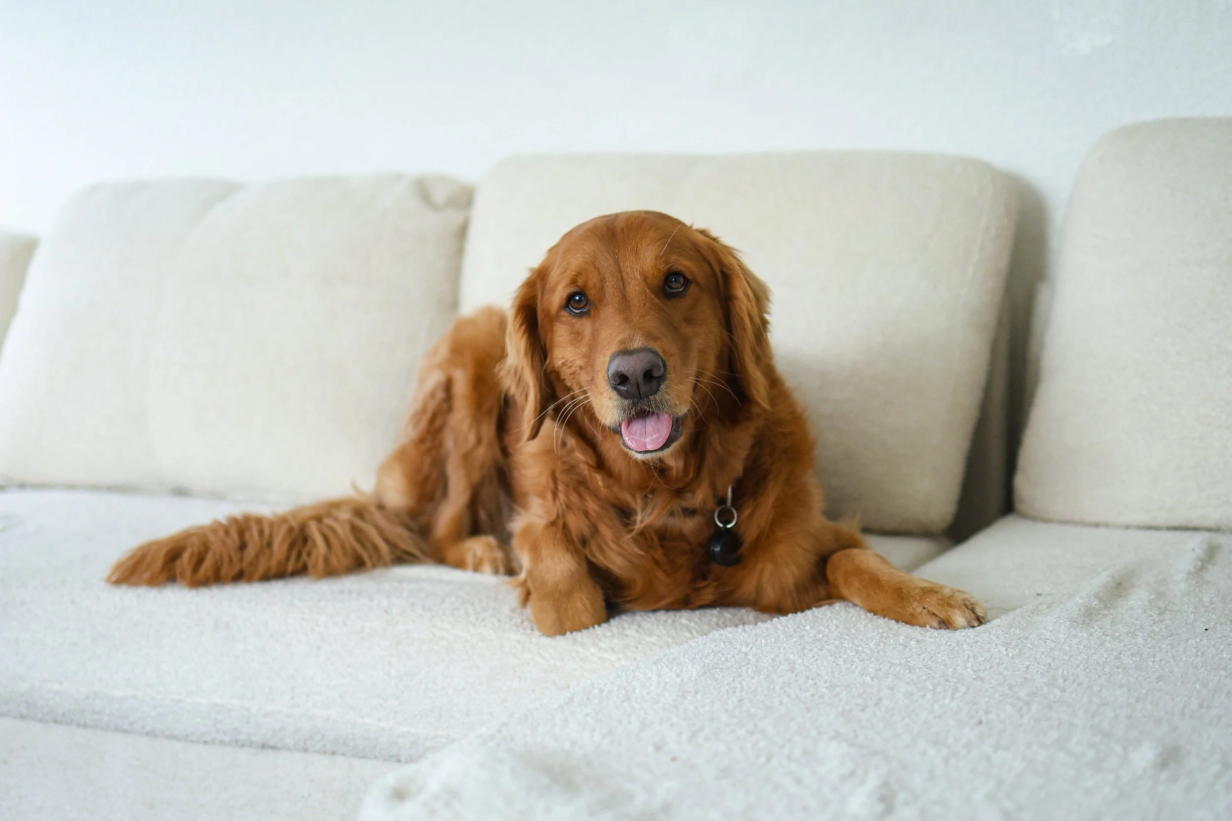 Golden Retriever in overnight boarding in La Quinta, CA
