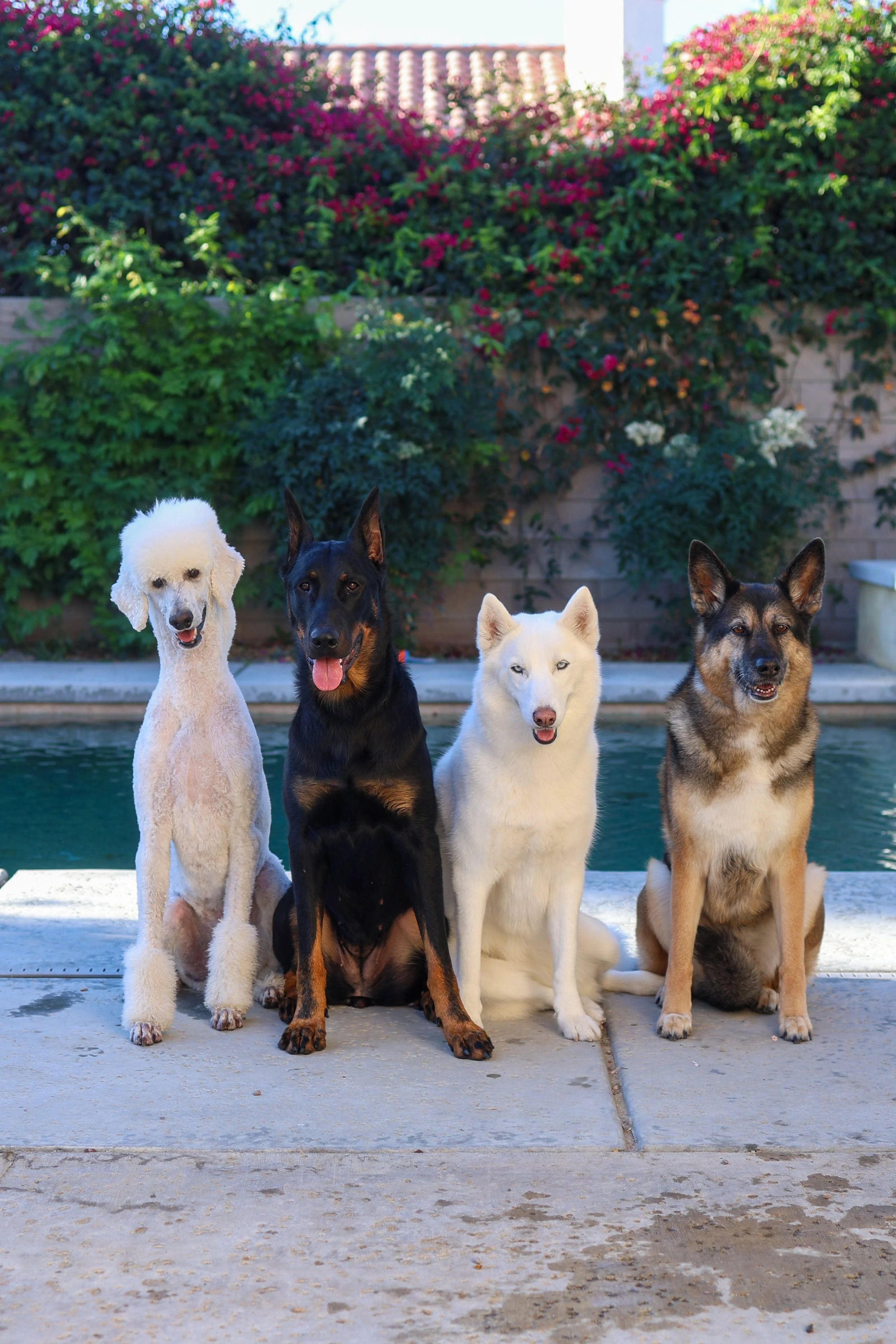Dog Family Photoshoot in La Quinta, CA