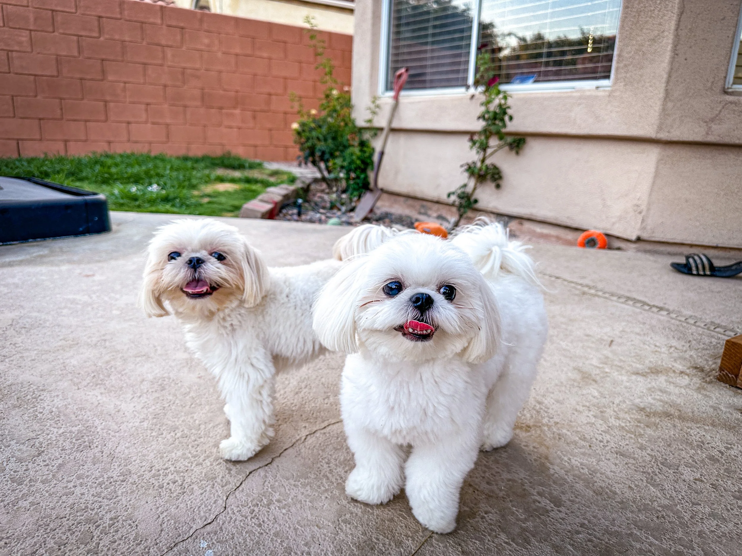 Dog Overnight Boarding in La Quinta CA -Shih Tzus