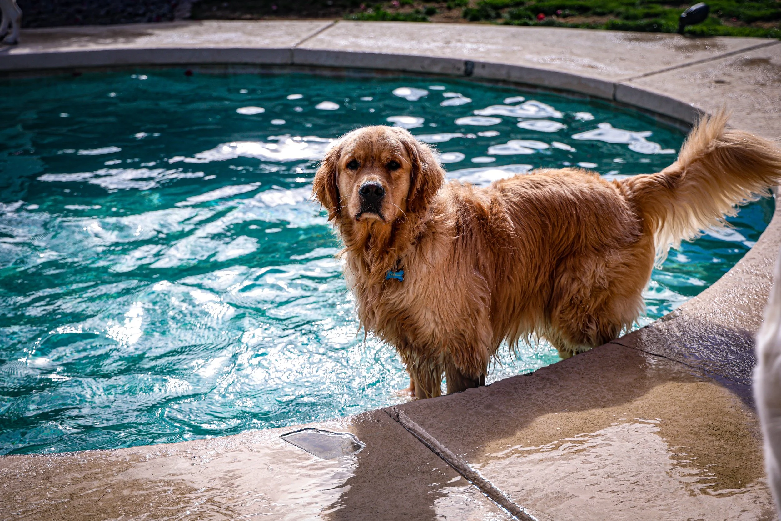 A golden retriever standing at the edge of a swimming pool, looking directly at the camera -Dog Overnight Boarding in La Quinta CA