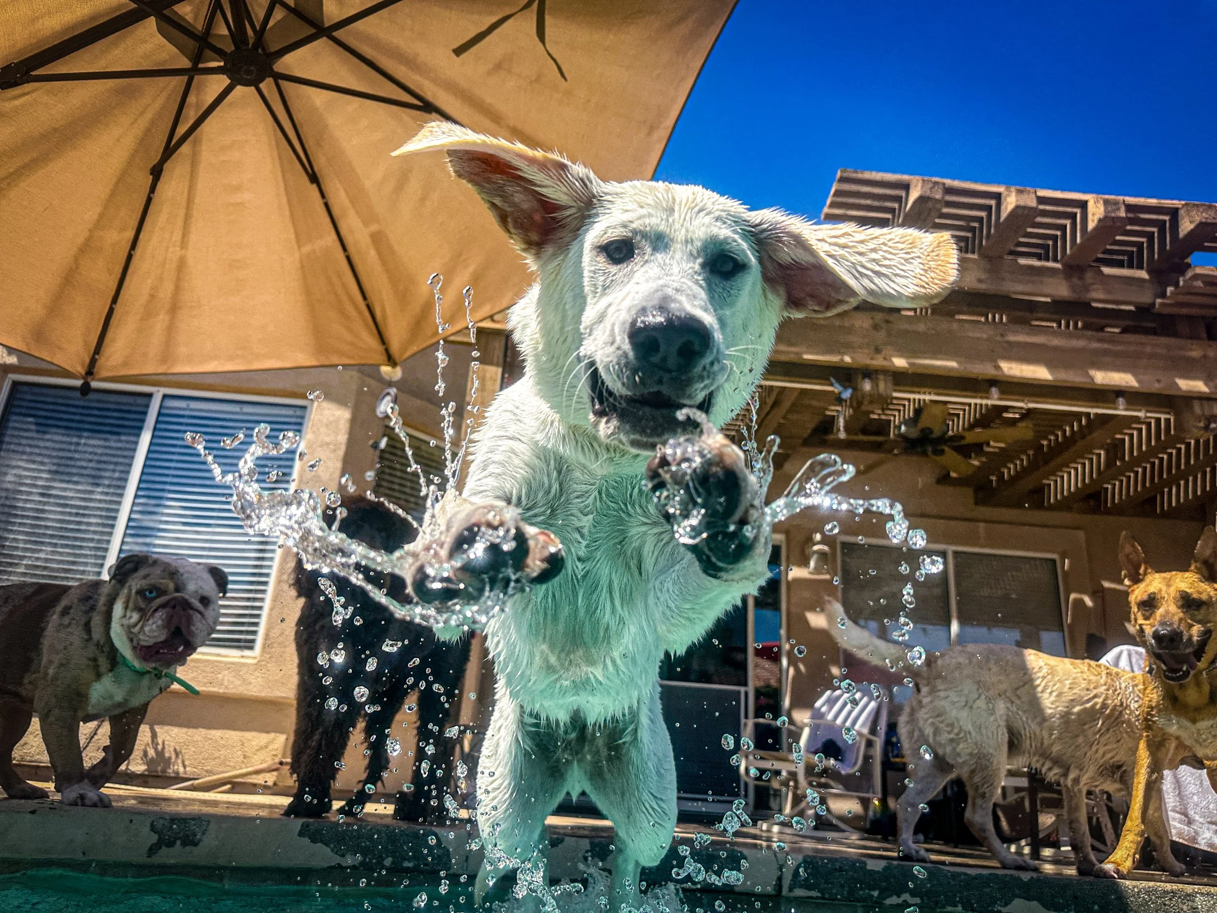Dog jumping into a pool with water splashing, other dogs in the background, under an umbrella on a sunny day.