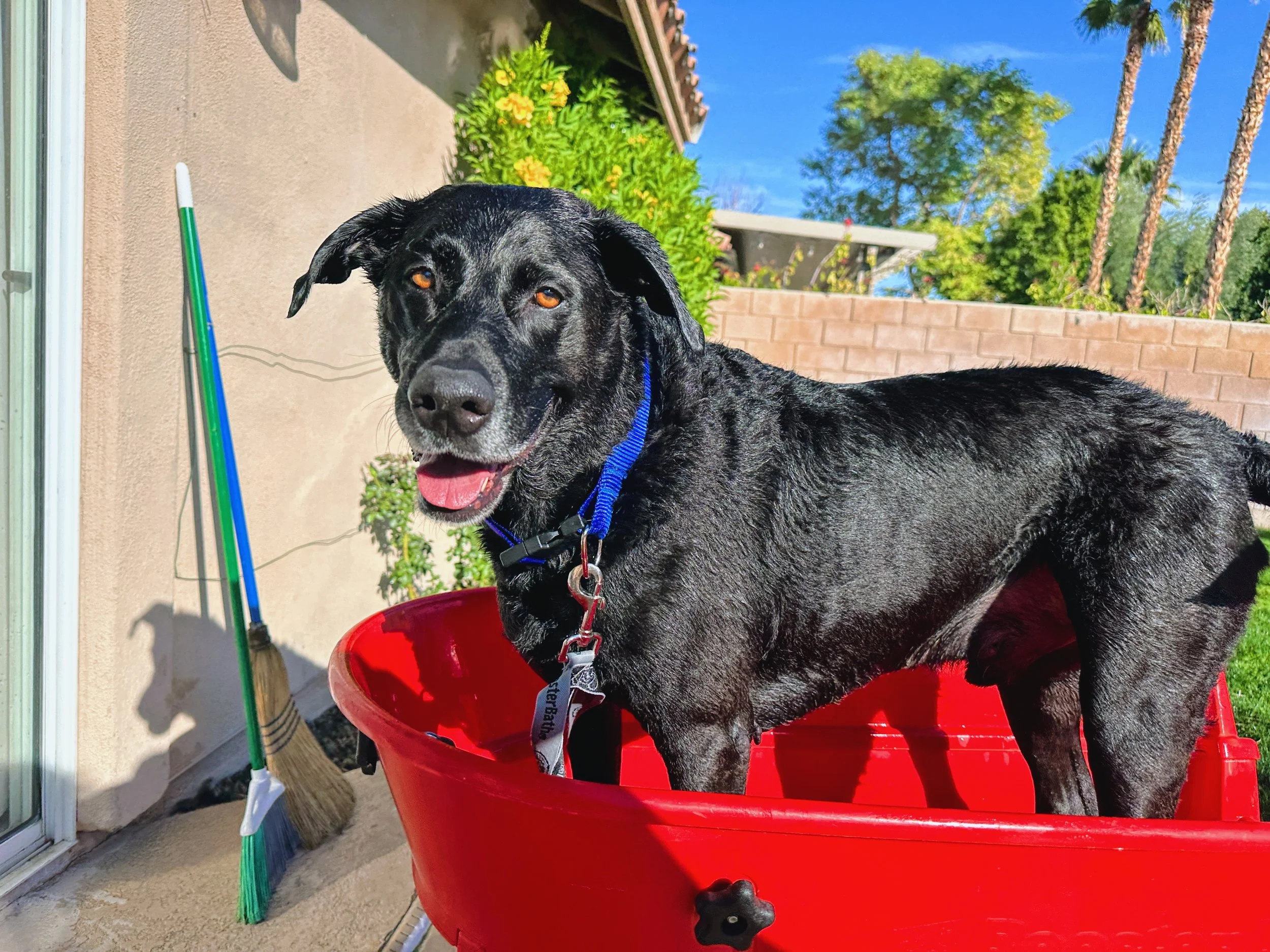 Black dog with a blue collar standing in a red bucket on a patio, with a broom and mop against the wall and greenery in the background on a sunny day.