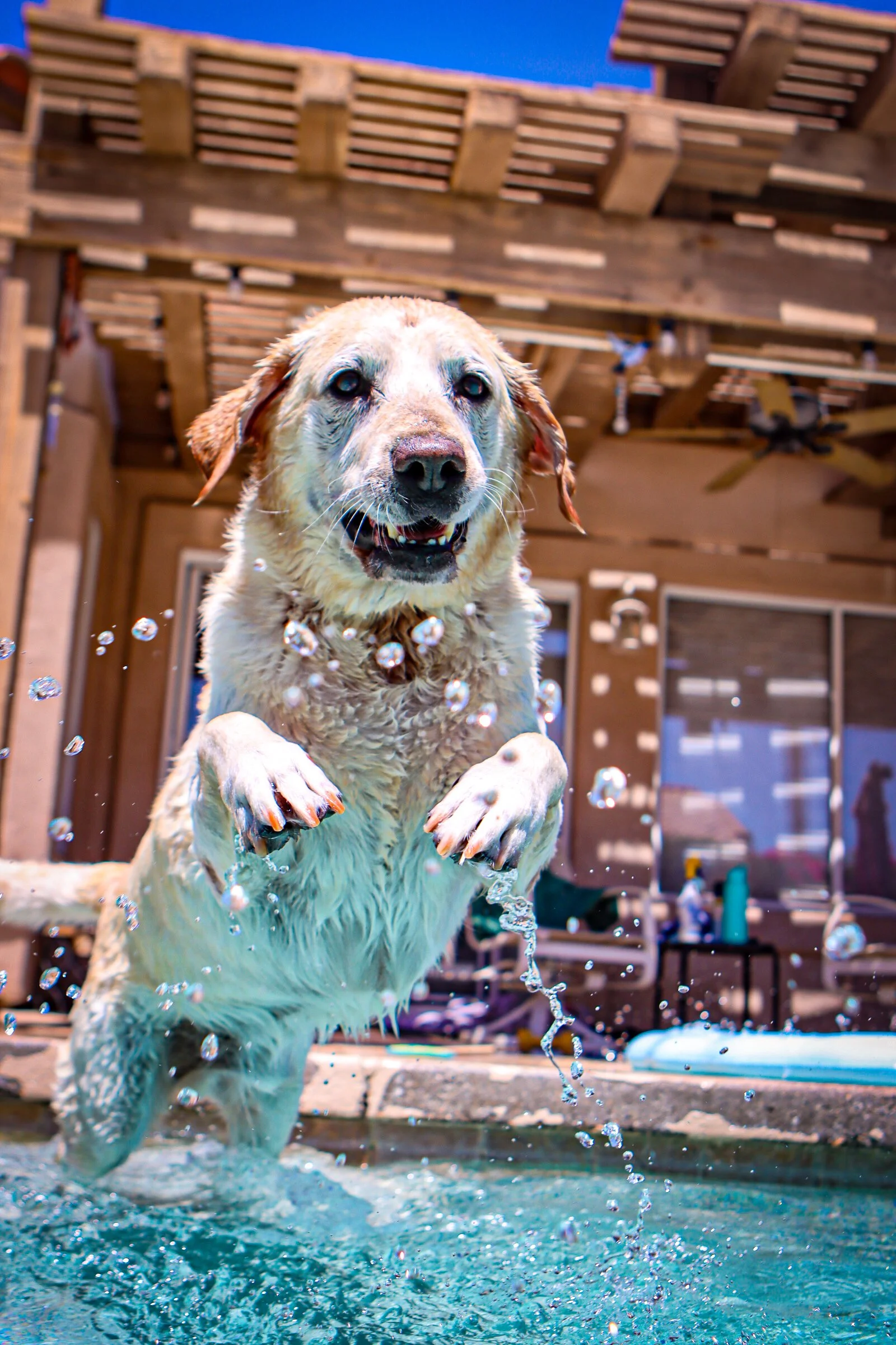 Dog Overnight Boarding in La Quinta CA -Jumping in the pool