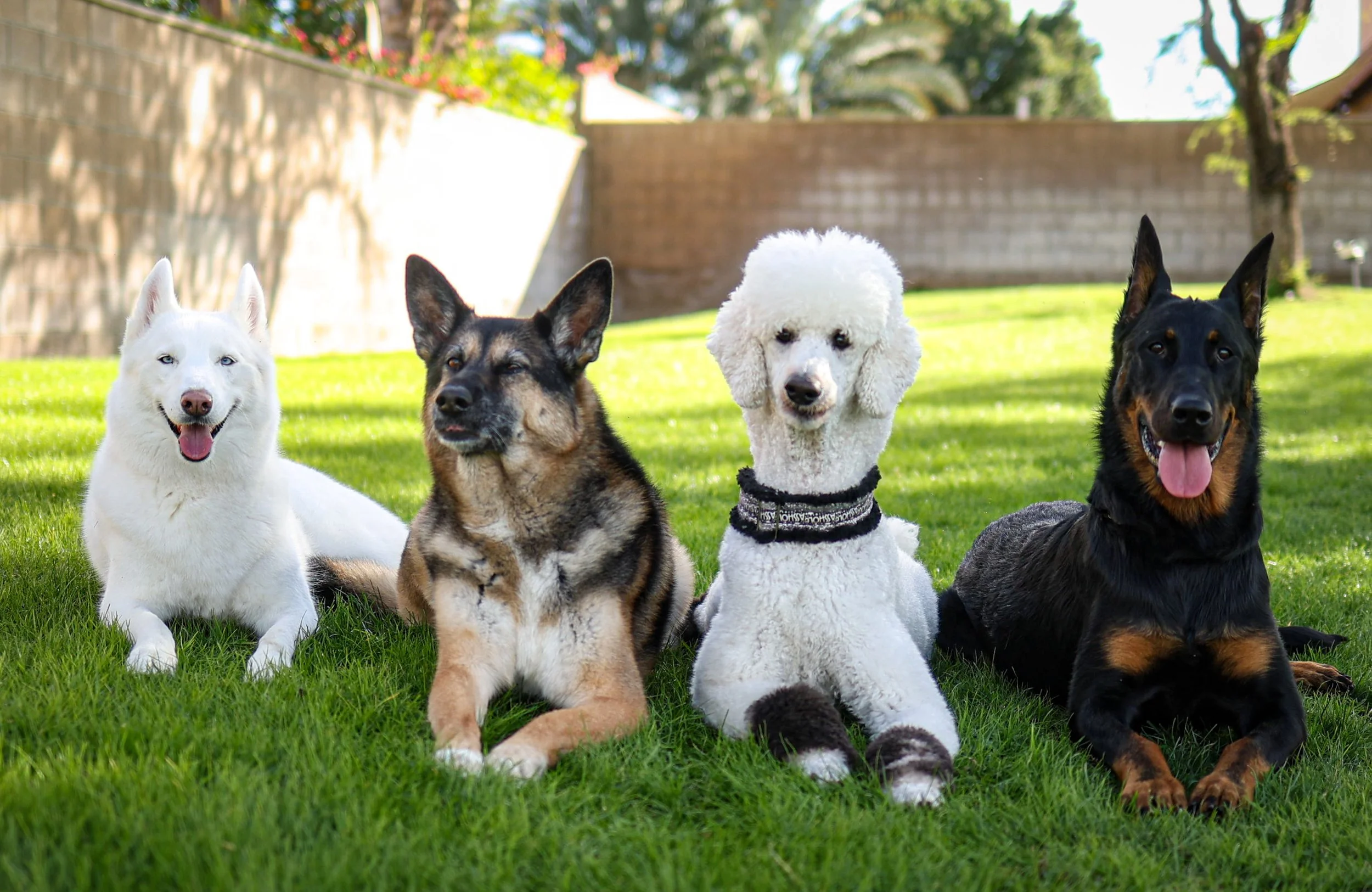 Overnight Dog Boarding, La Quinta CA, Husky, German Shepherd, Standard Poodle, Beauceron