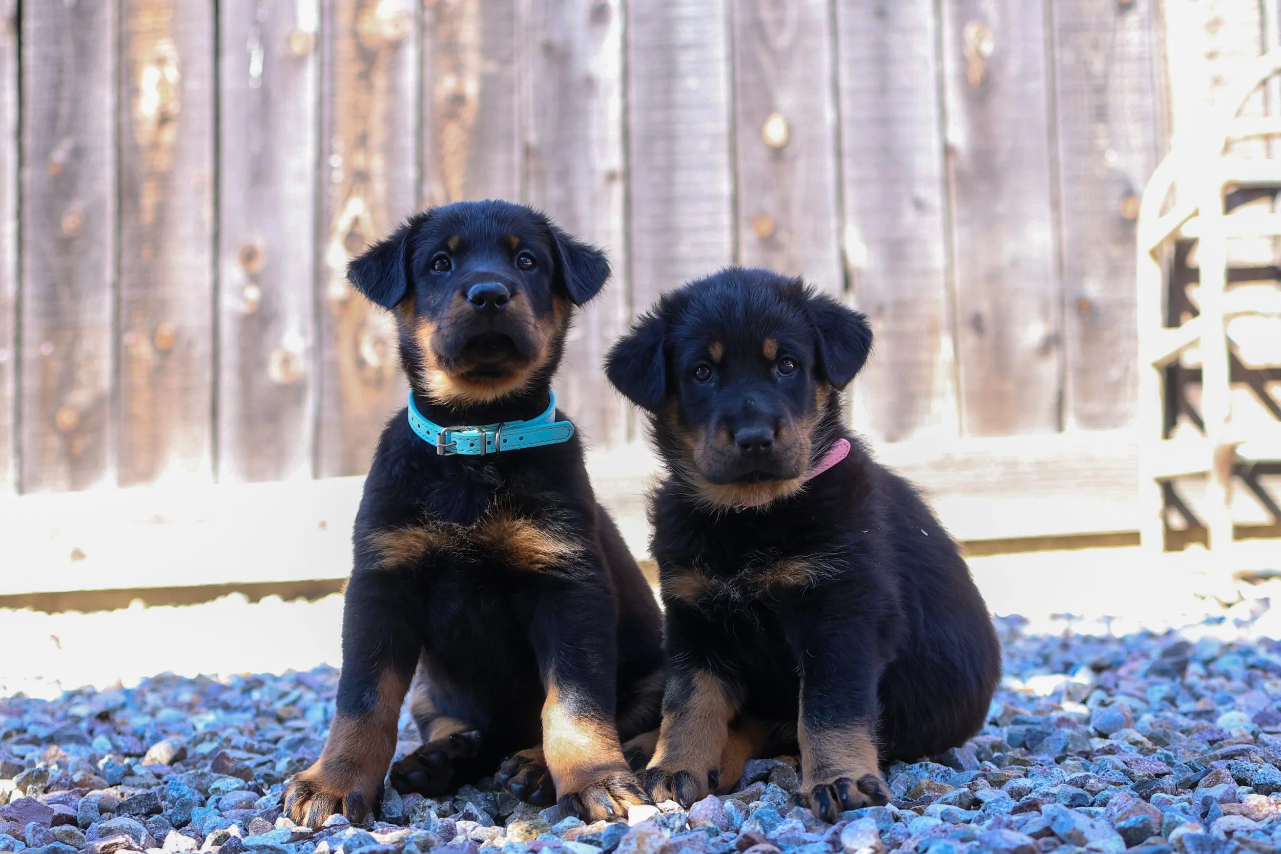 Two Beauceron puppies sitting on gravel, one with a blue collar and the other with a pink collar, in front of a wooden fence.
