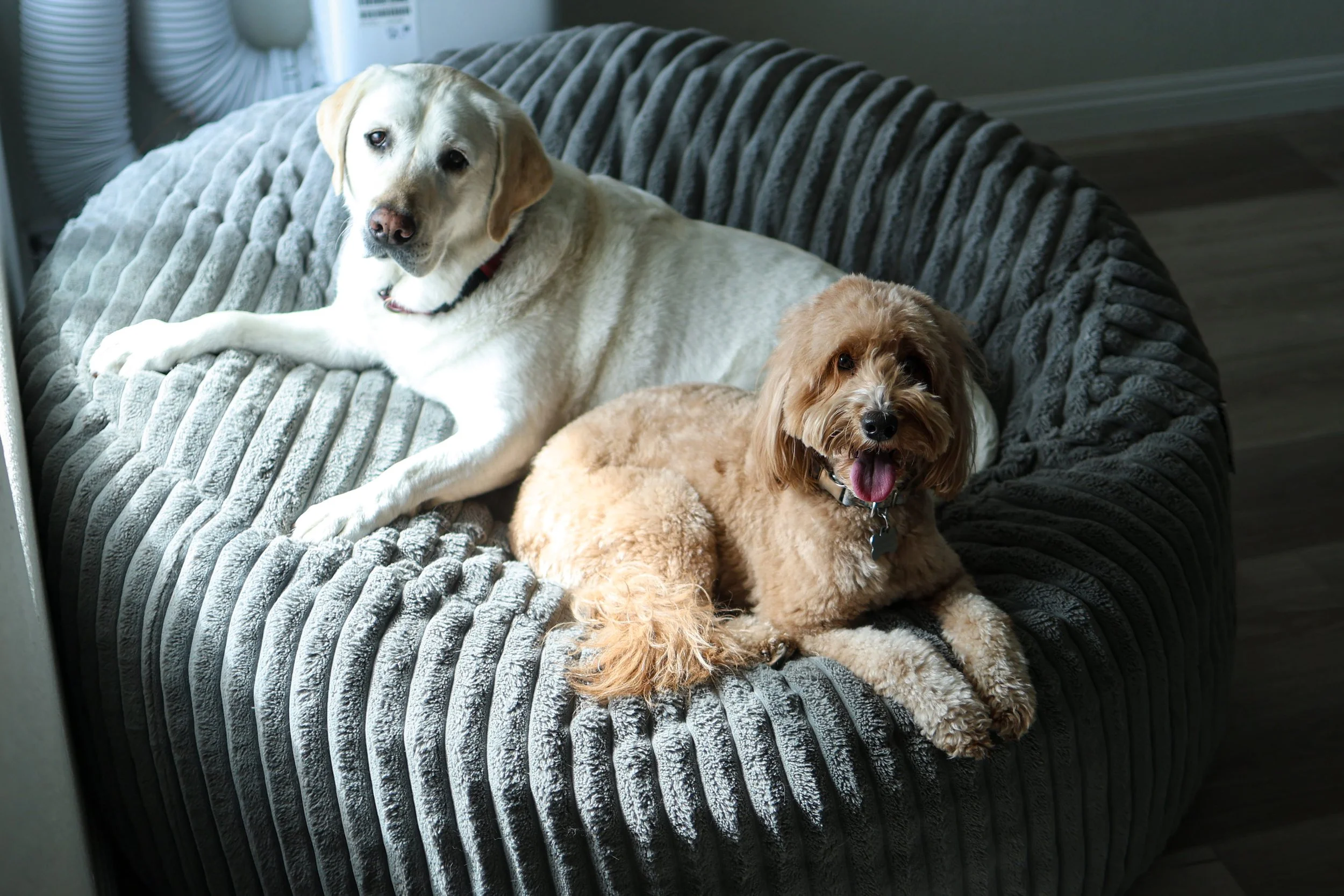 Two dogs, a yellow Labrador Retriever and a small, curly-haired dog, lying together on a gray, textured couch.
