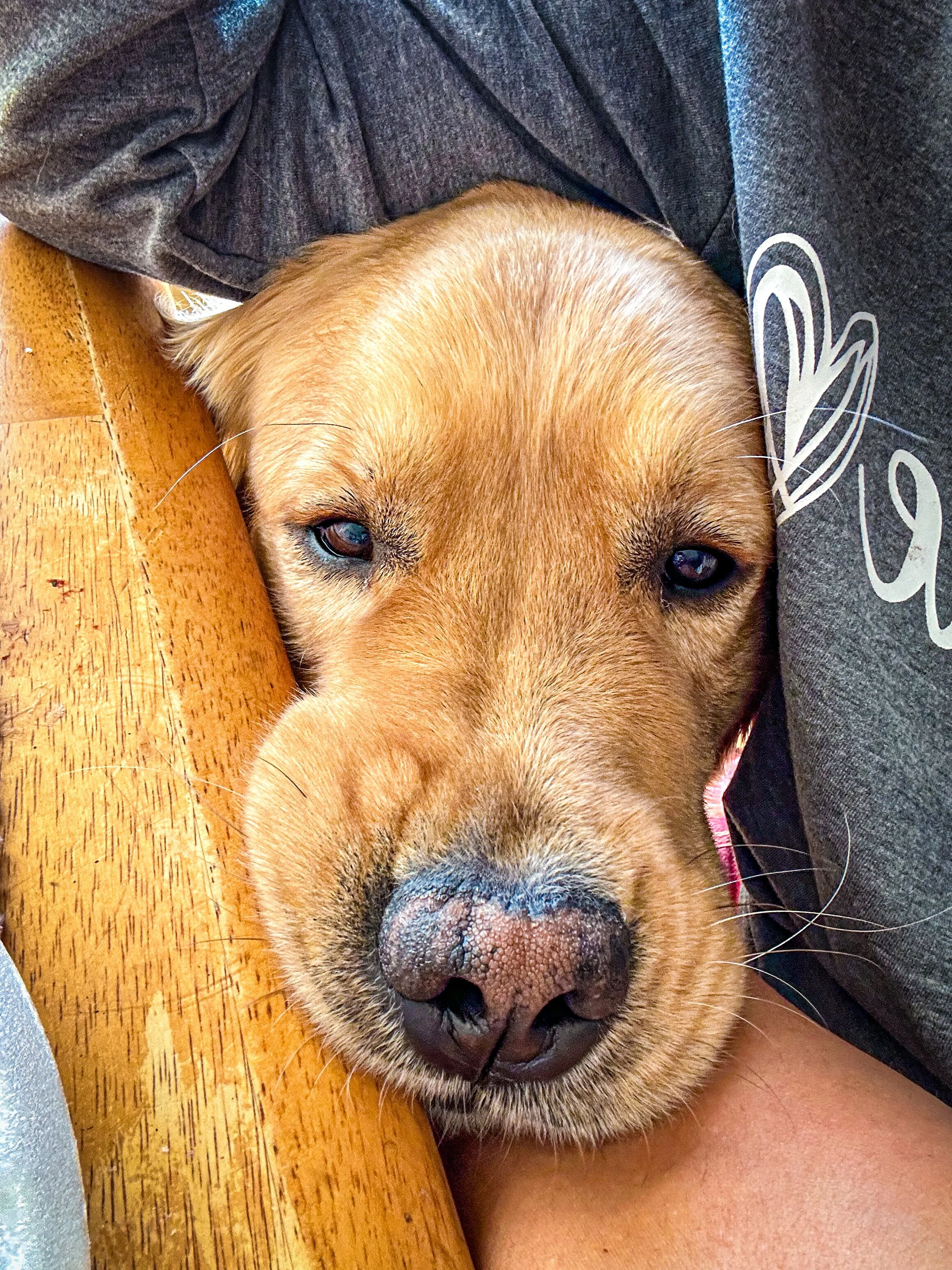 Dog Board & Train in La Quinta CA
