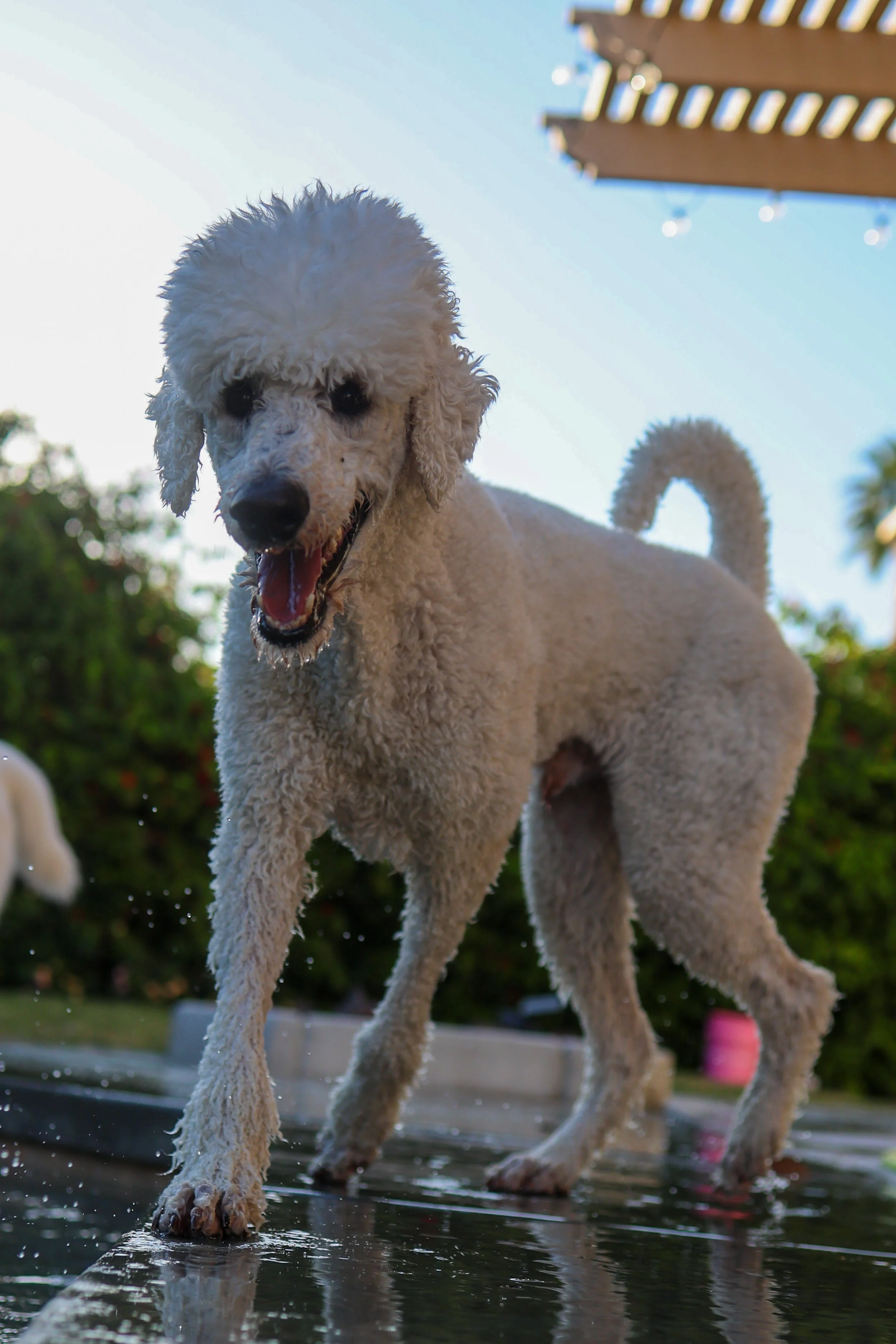 Dog Overnight Boarding in La Quinta CA