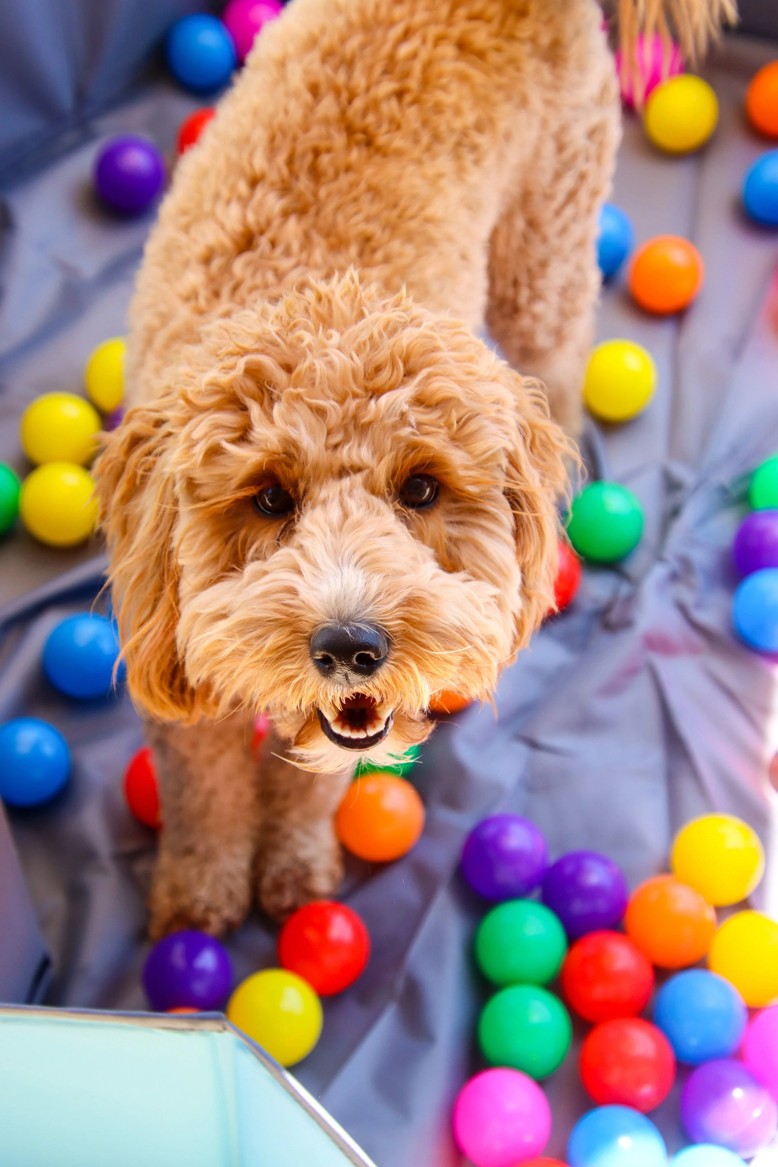 A fluffy, light brown dog with a curly coat standing among colorful plastic balls on a gray surface, looking up at the camera with an open mouth.