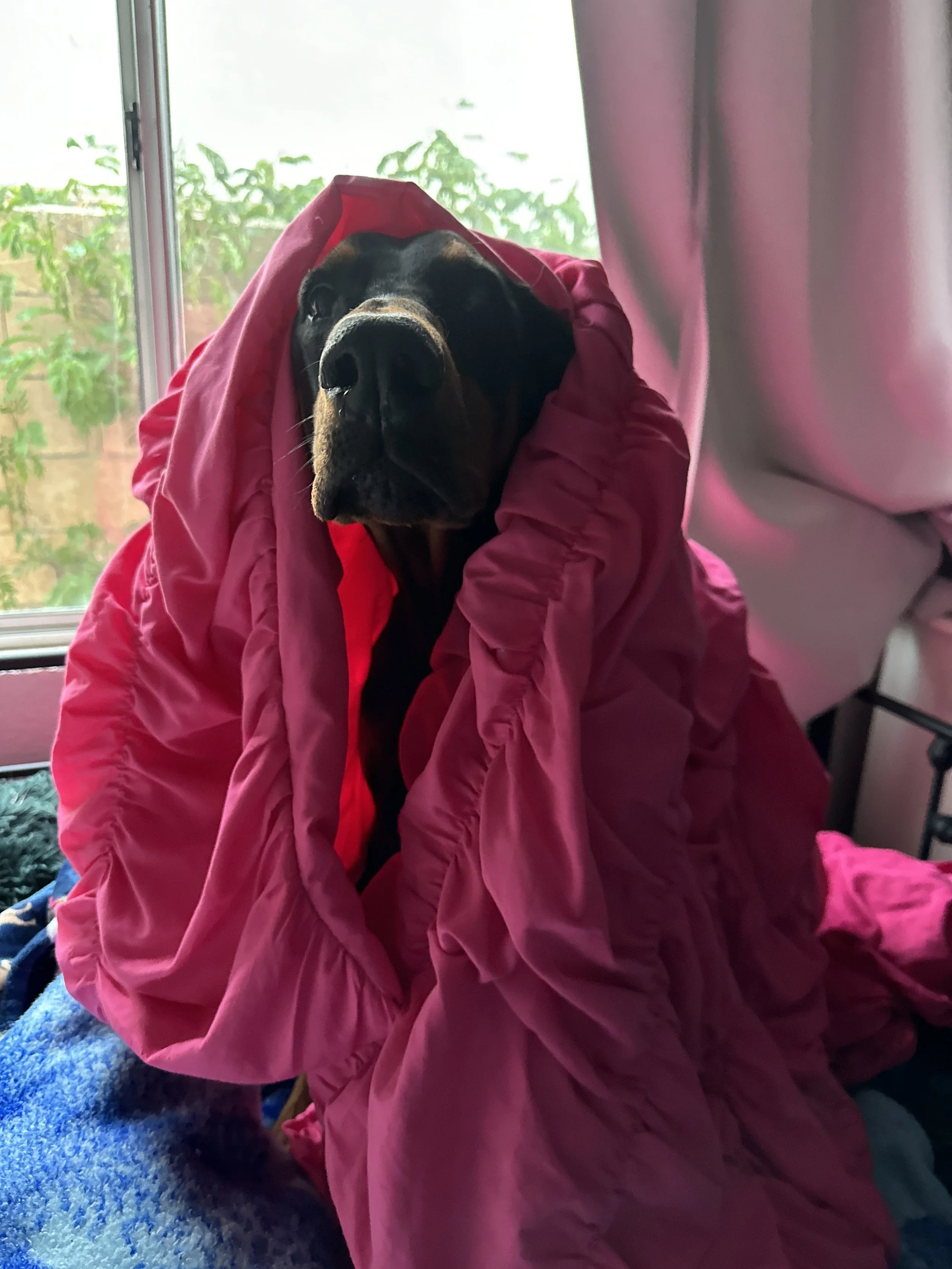 A dog wrapped in a large pink blanket, sitting on a surface near a window with green trees outside.-Dog Overnight Boarding in La Quinta CA
