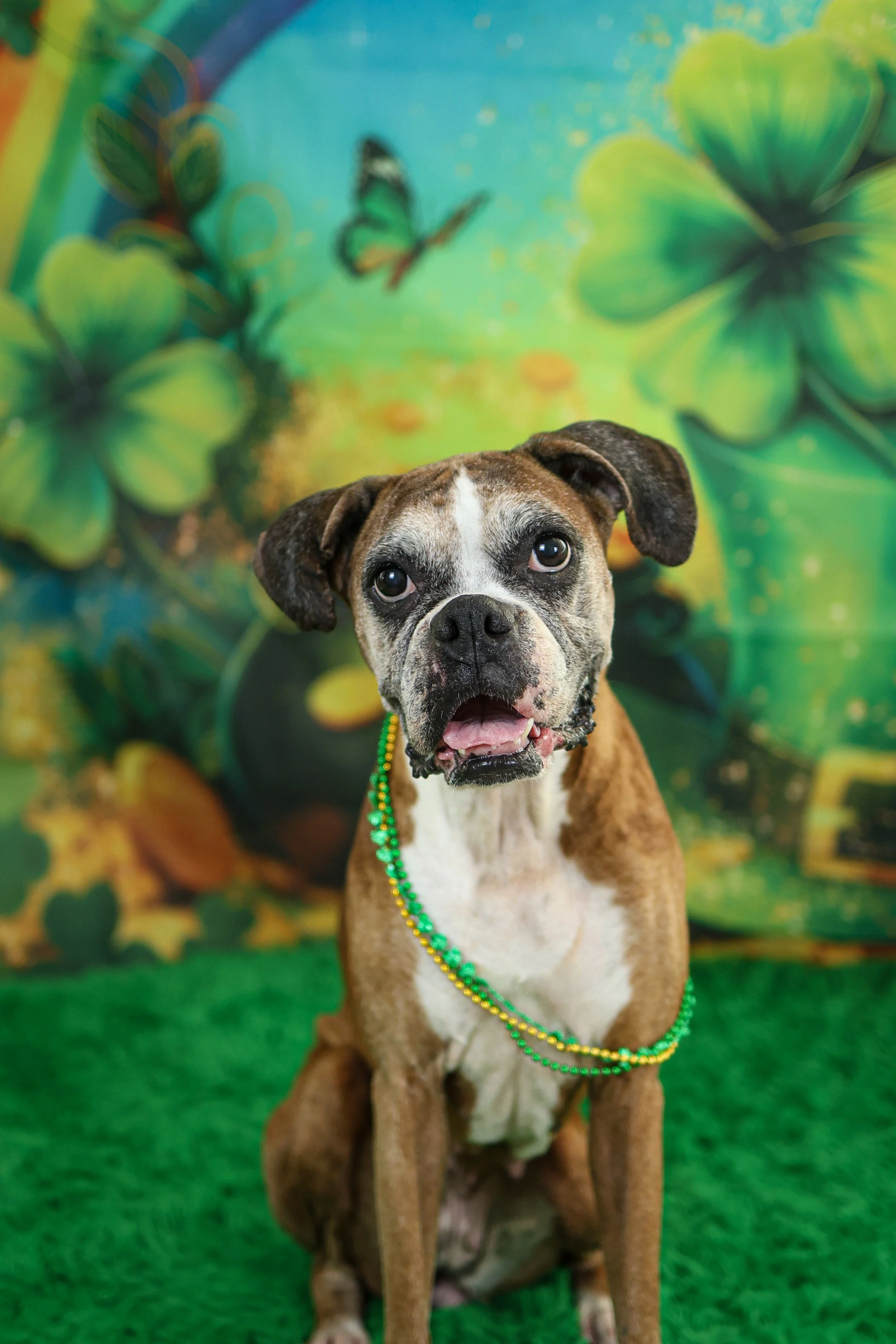 Dog Saint Patricks Day Photoshoot, La Quinta, CA