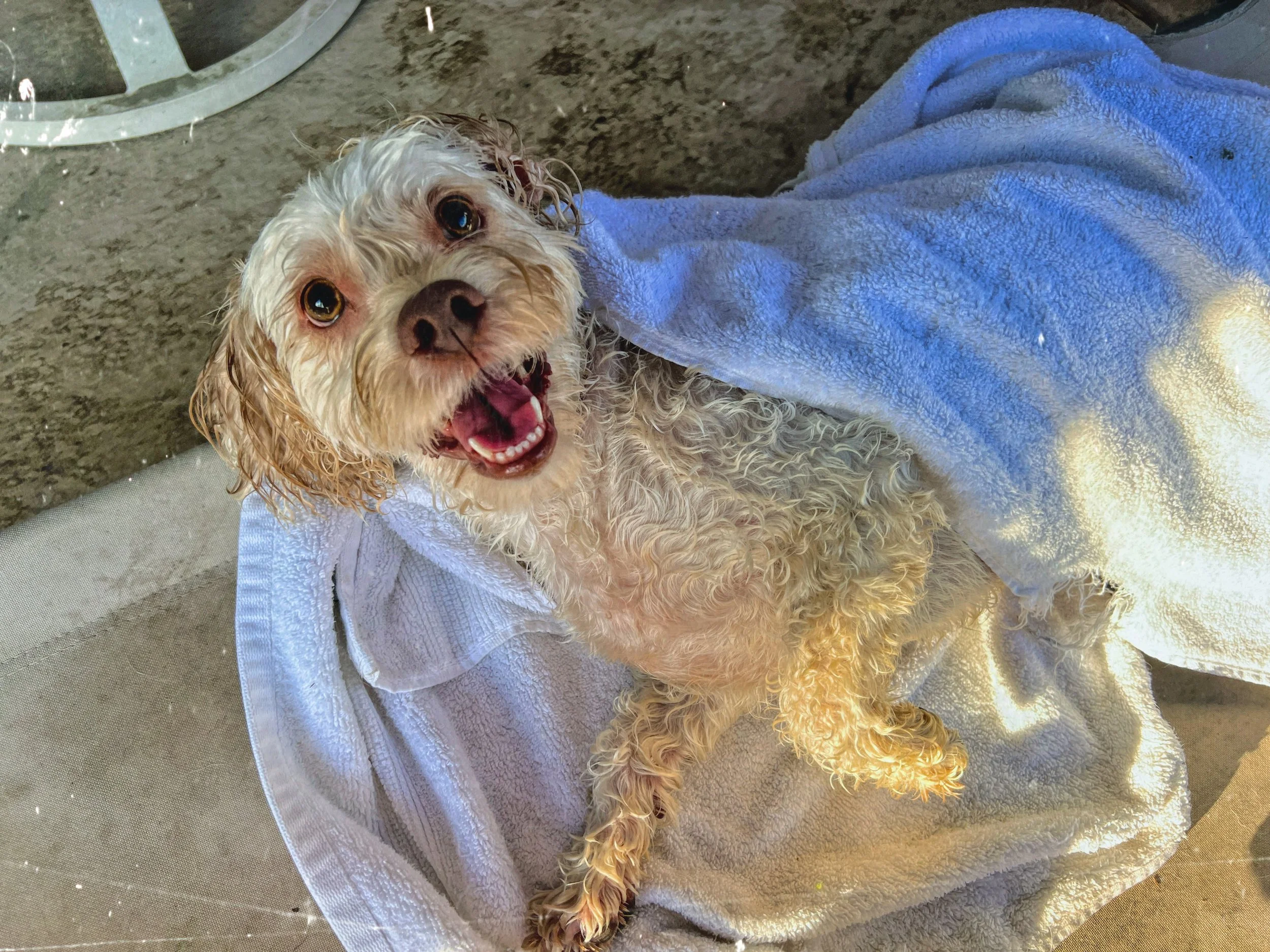 Dog Overnight Boarding in La Quinta CA - After Spa Day