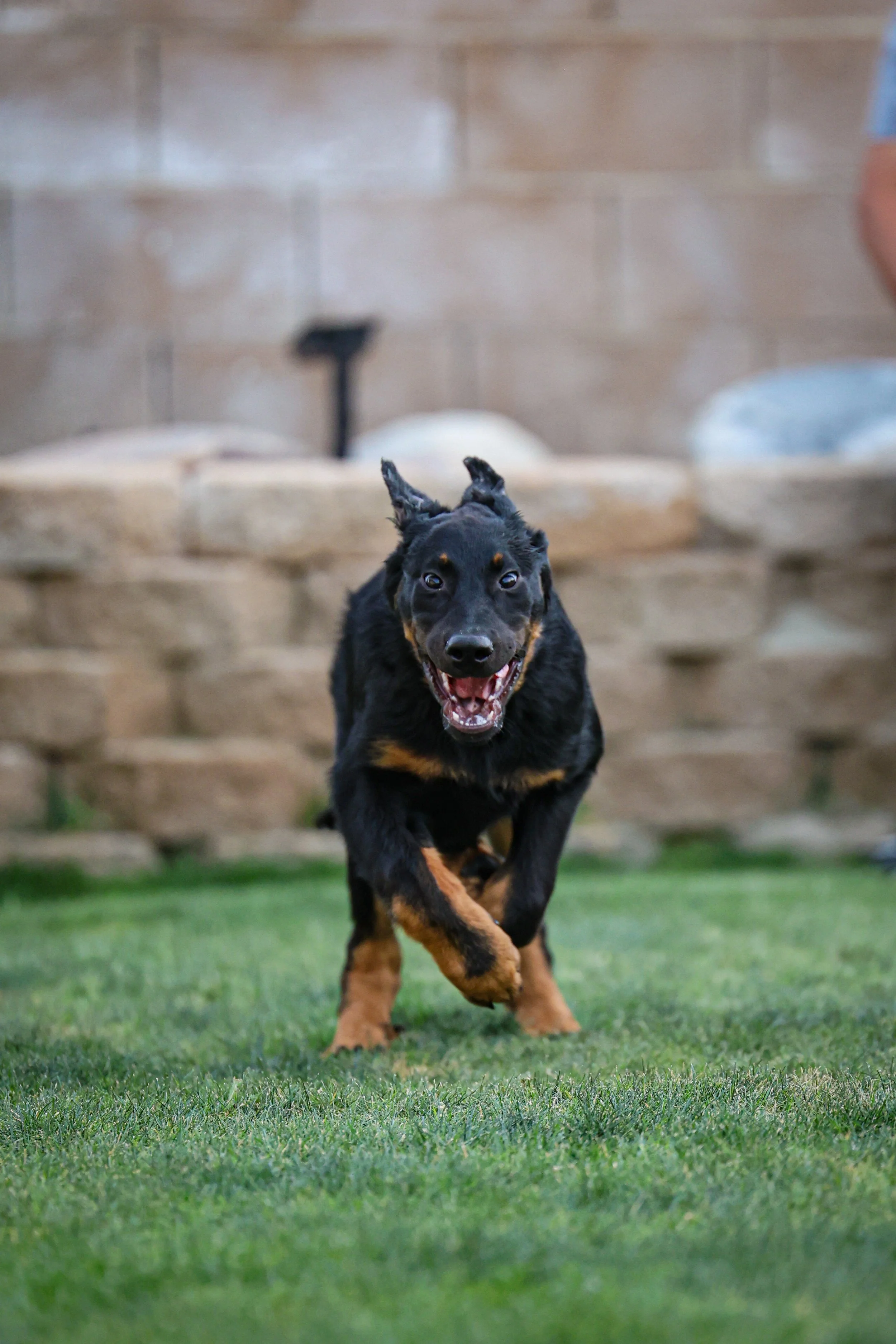 A playful black and tan puppy running on grass with a stone wall in the background.