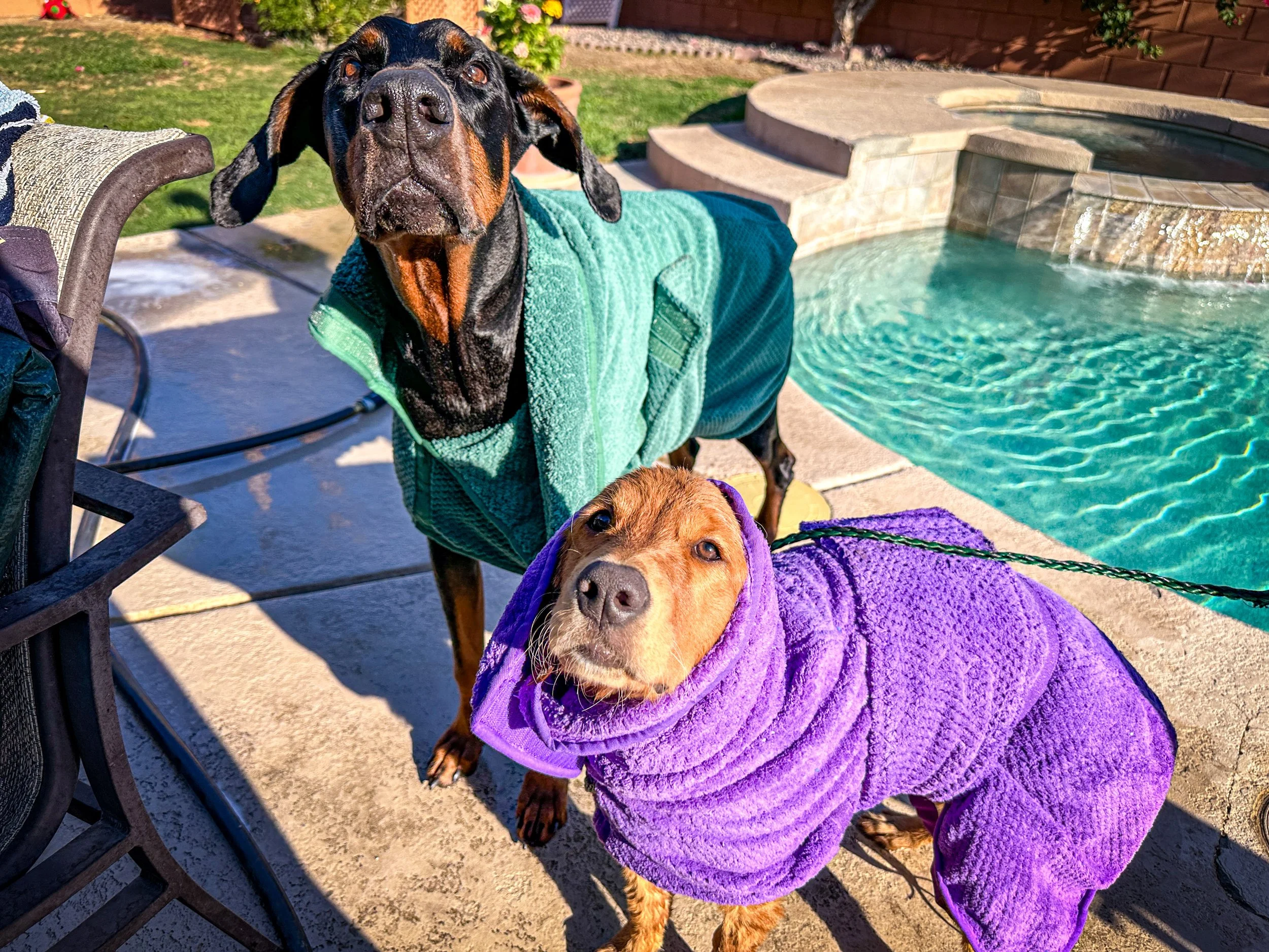 Two dogs wearing purple and green towels around their heads standing near a swimming pool on a patio. -Dog Overnight Boarding in La Quinta CA, after bath day