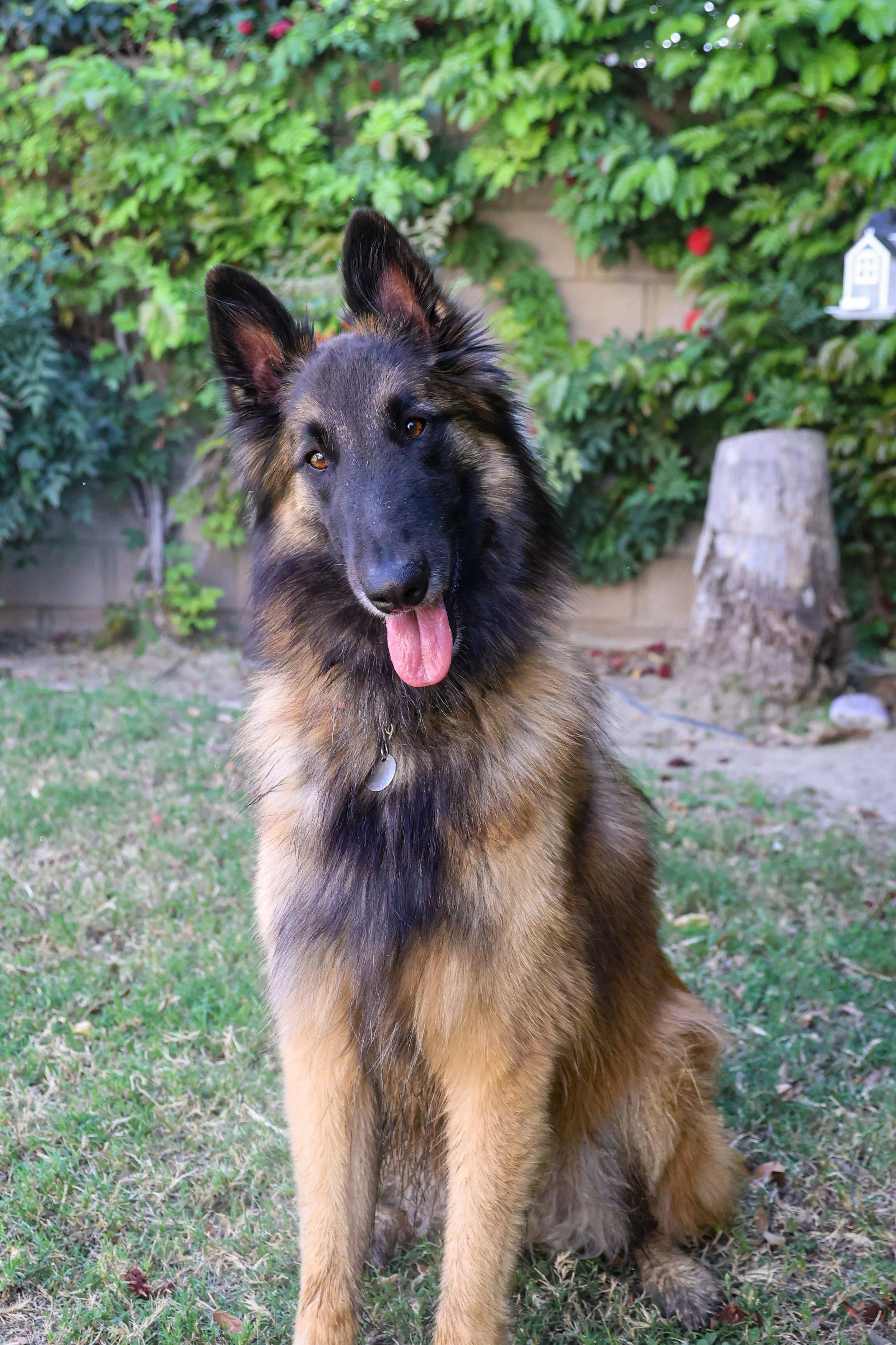 A Belgian Malinois dog sitting on grass in a backyard, with greenery and a tree stump in the background.