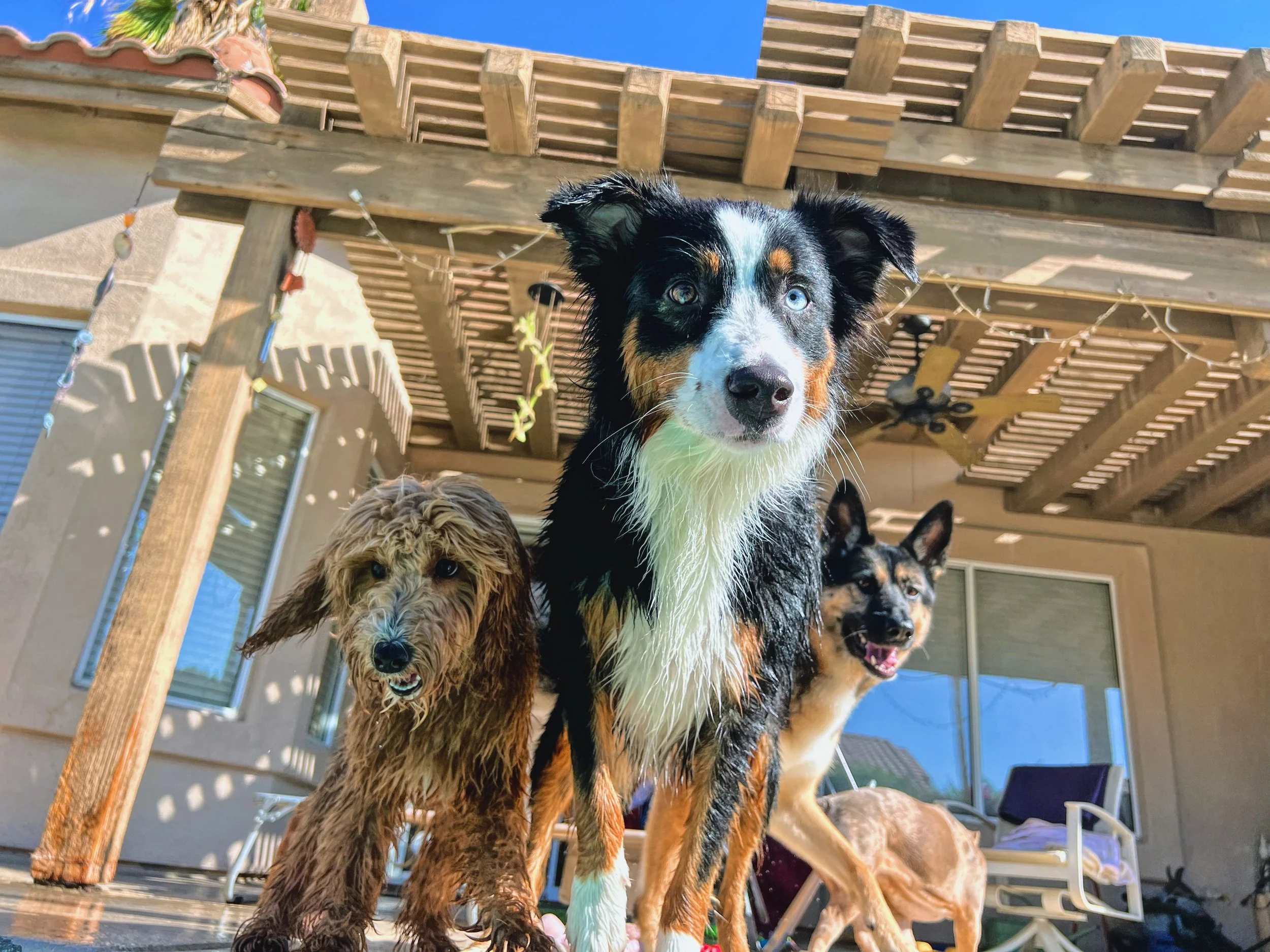 Dog Overnight Boarding in La Quinta CA -Pool Day