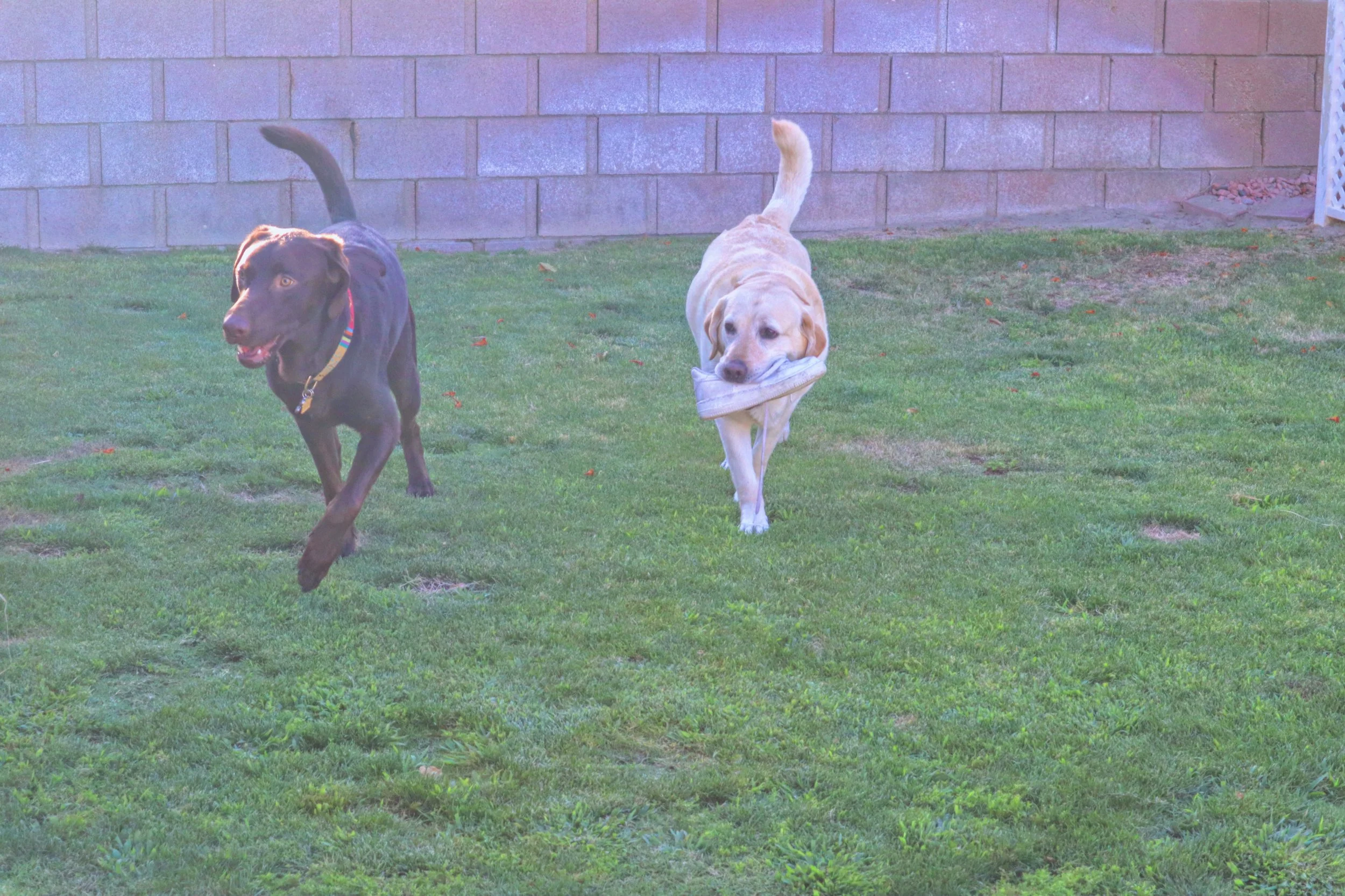 Two dogs playing in a backyard with a brick wall in the background. One is running with a ball in its mouth, while the other is walking with a toy in its mouth-Dog Board & Train in La Quinta CA