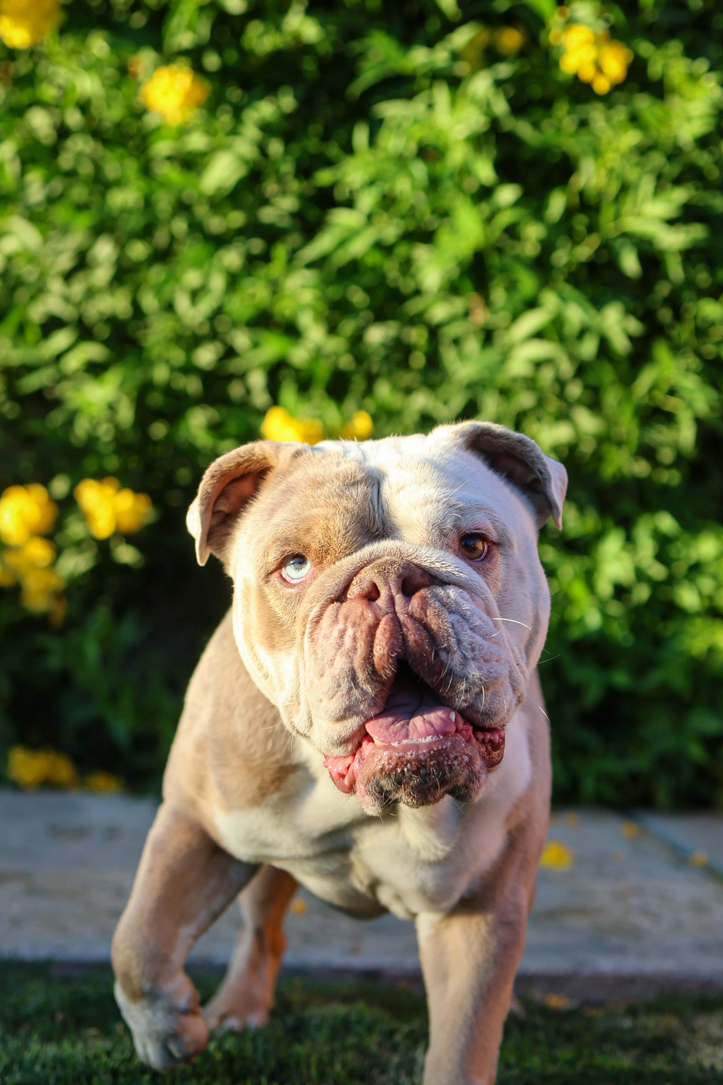 Outdoor Dog Portrait Photoshoot, Bulldog, in La Quinta CA