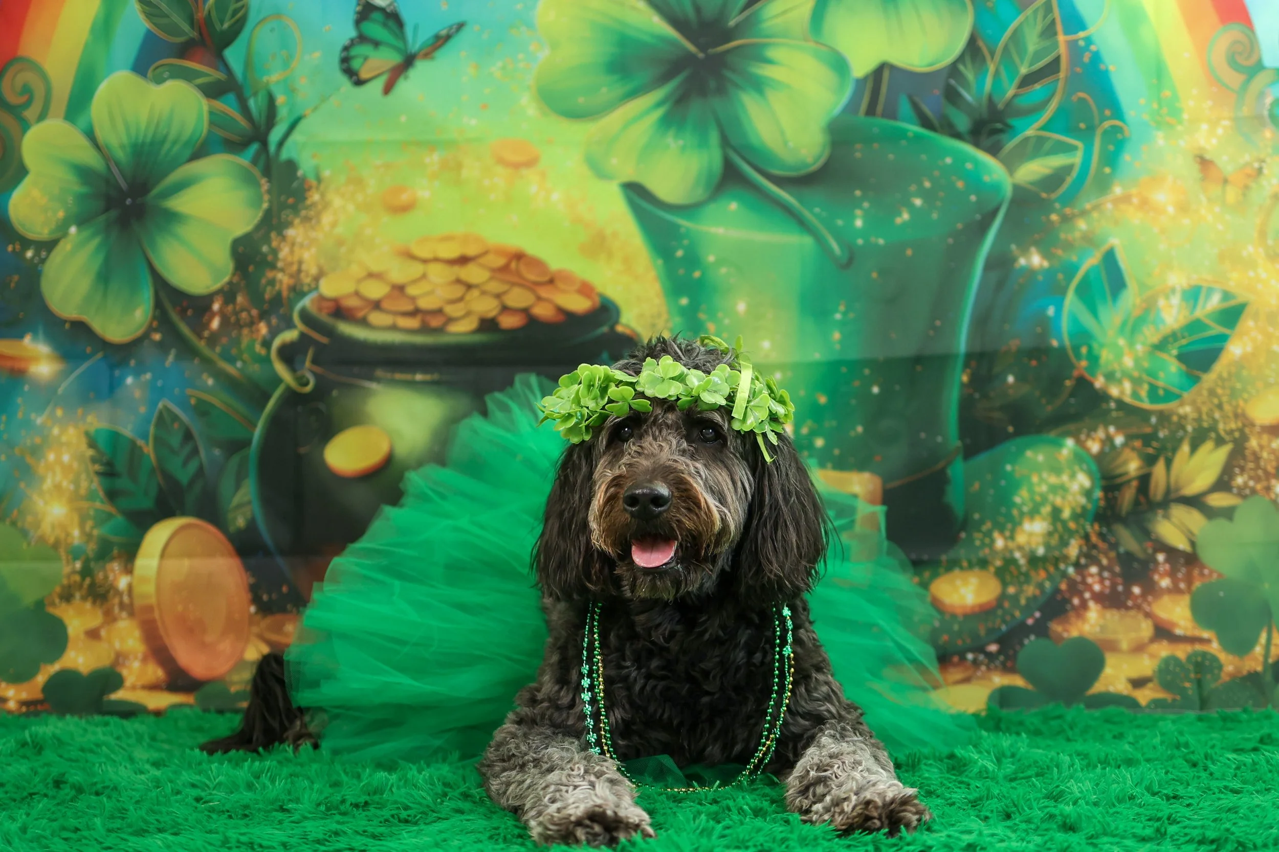 Dog Saint Patricks Day Photoshoot, La Quinta, CA