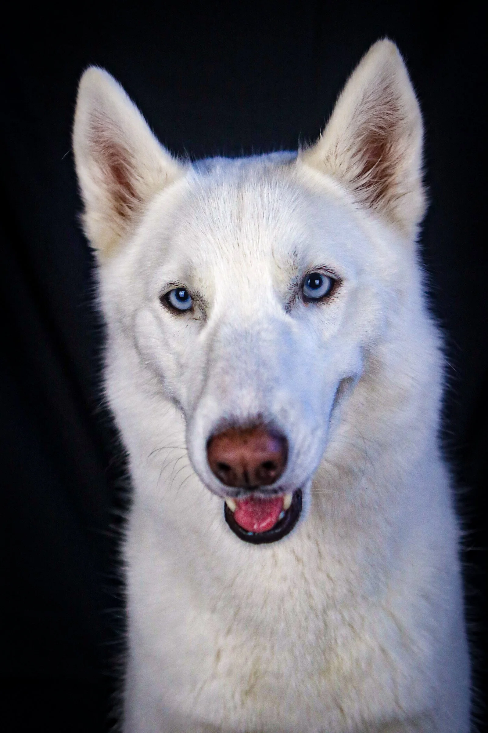 Dog Portrait Photoshoot, Husky, in La Quinta CA