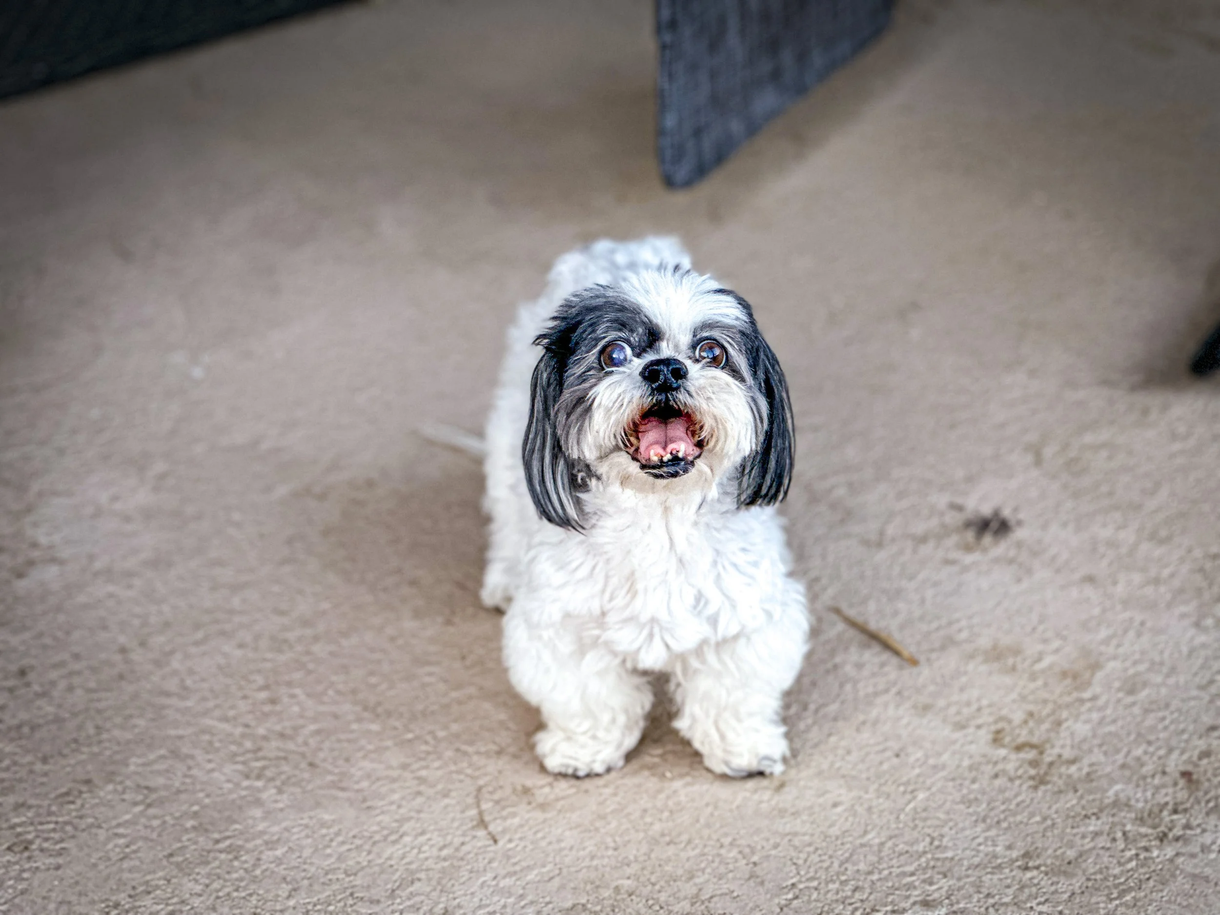 A small fluffy dog with black and white fur looking up with an open mouth and wide eyes on a sandy floor-Dog Board & Train in La Quinta CA