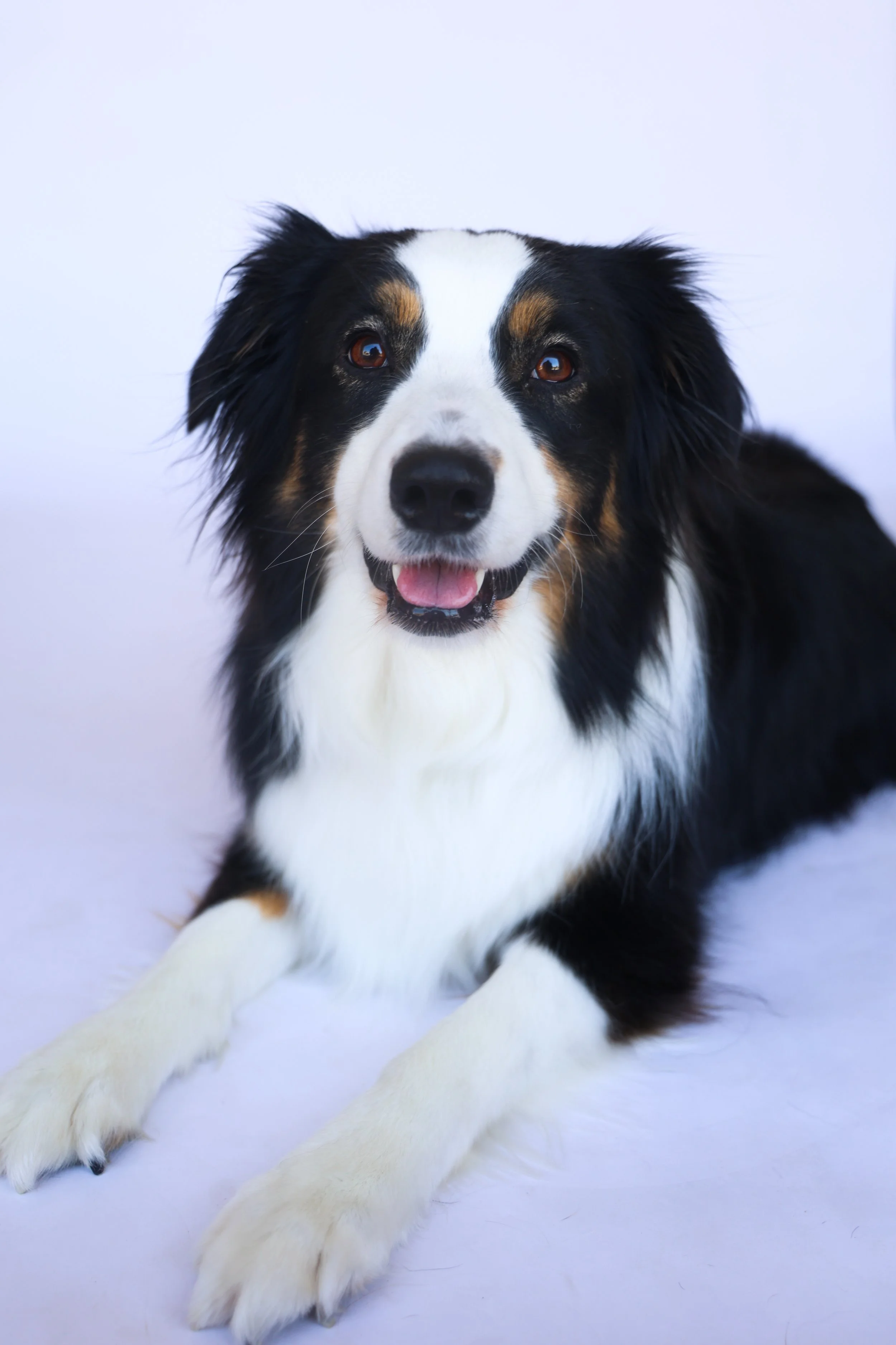 Dog Portrait Photoshoot, Aussie, in La Quinta CA