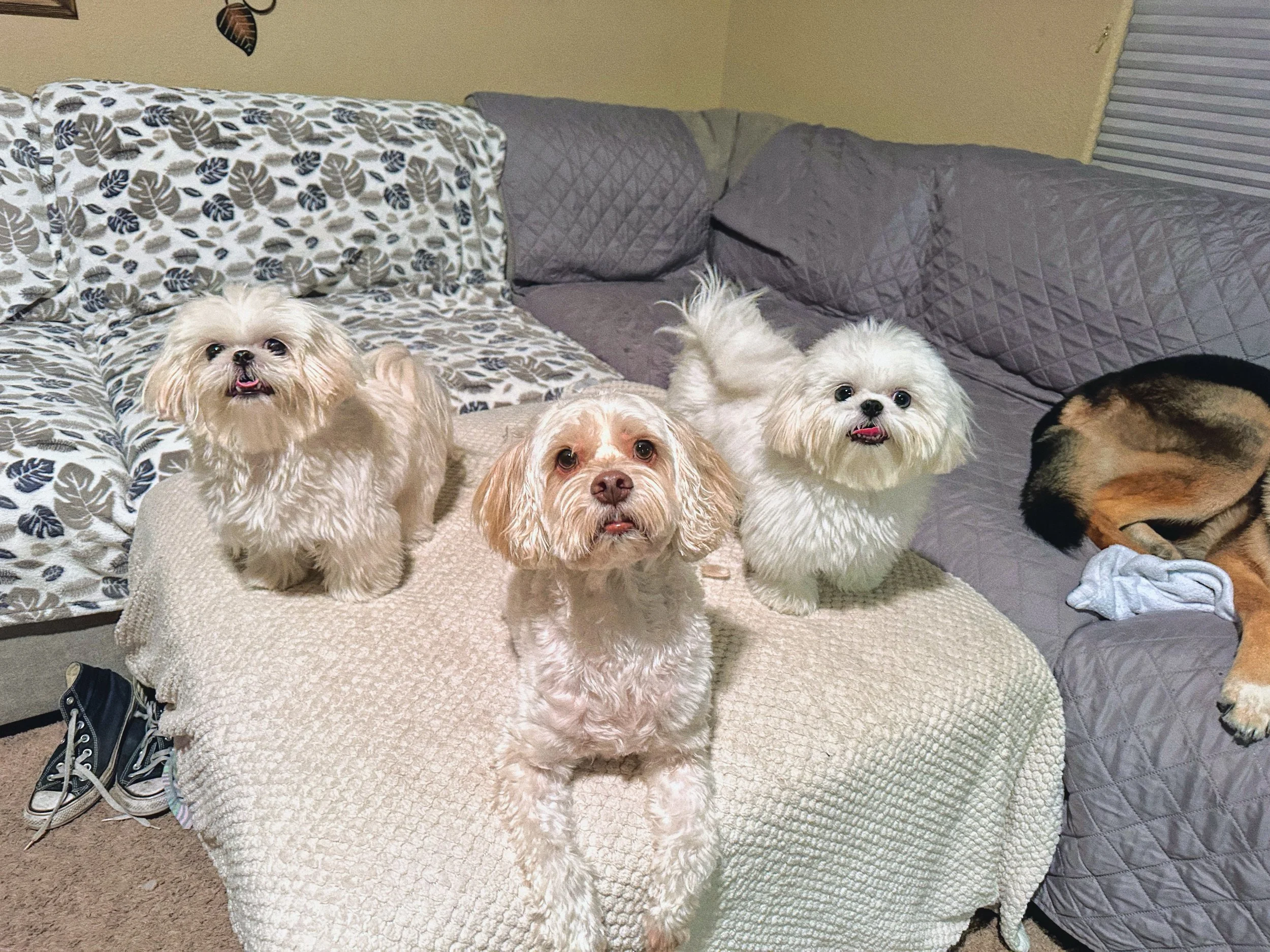 Dog Overnight Boarding in La Quinta CA - Hanging out on couch 