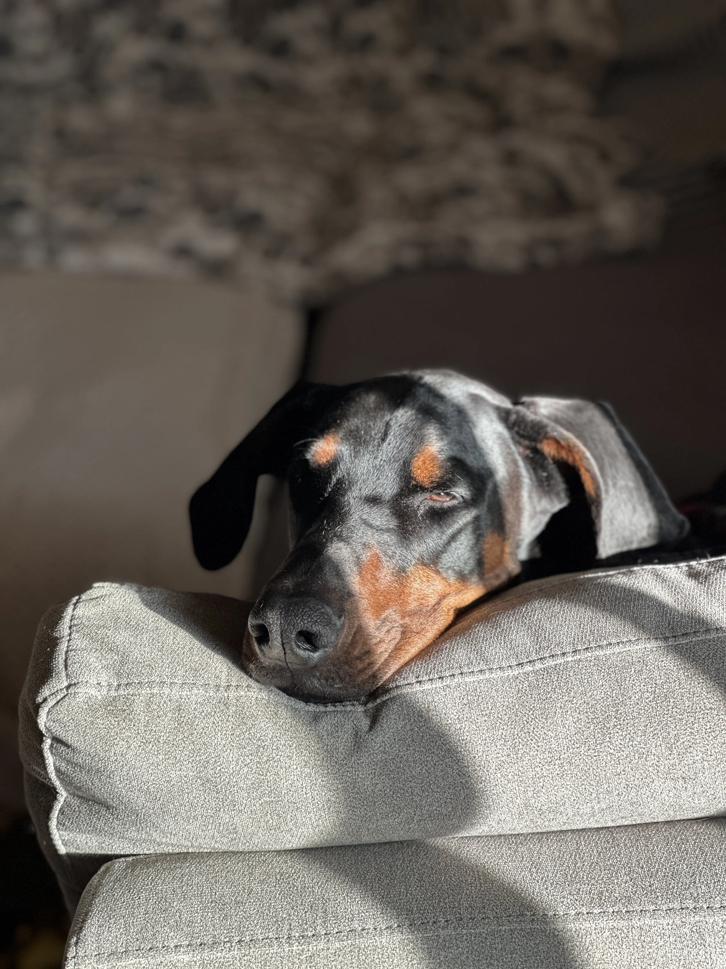 Loki - Such a brave, strong, resilient boy. Lost his battle to cancer after giving it his very best fight. I will always remember his floppy ears and goofy personality! 
