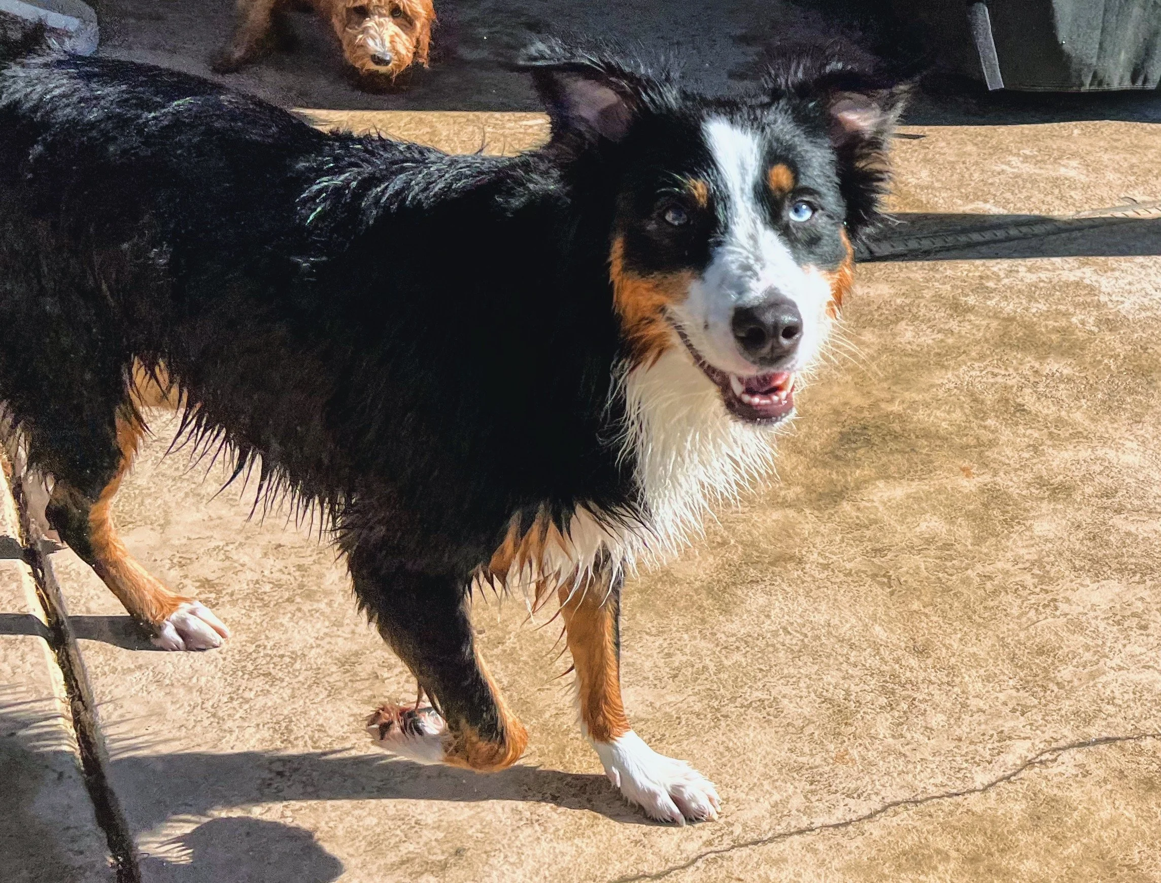 Dog Overnight Boarding in La Quinta CA -Pool Day