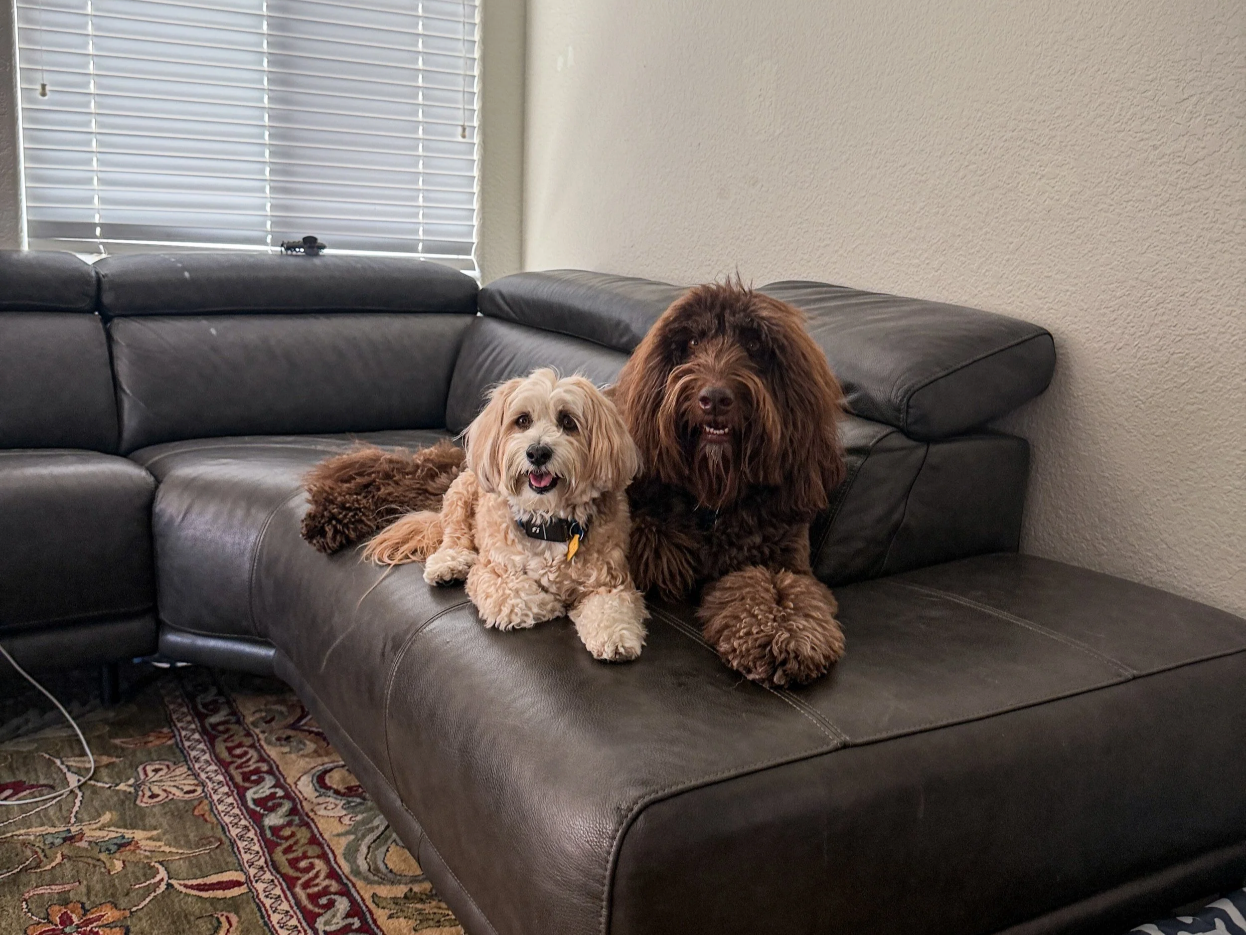 Two dogs, one small tan and white, and one large brown, sitting on a black leather couch in a living room with a patterned rug and closed white blinds.