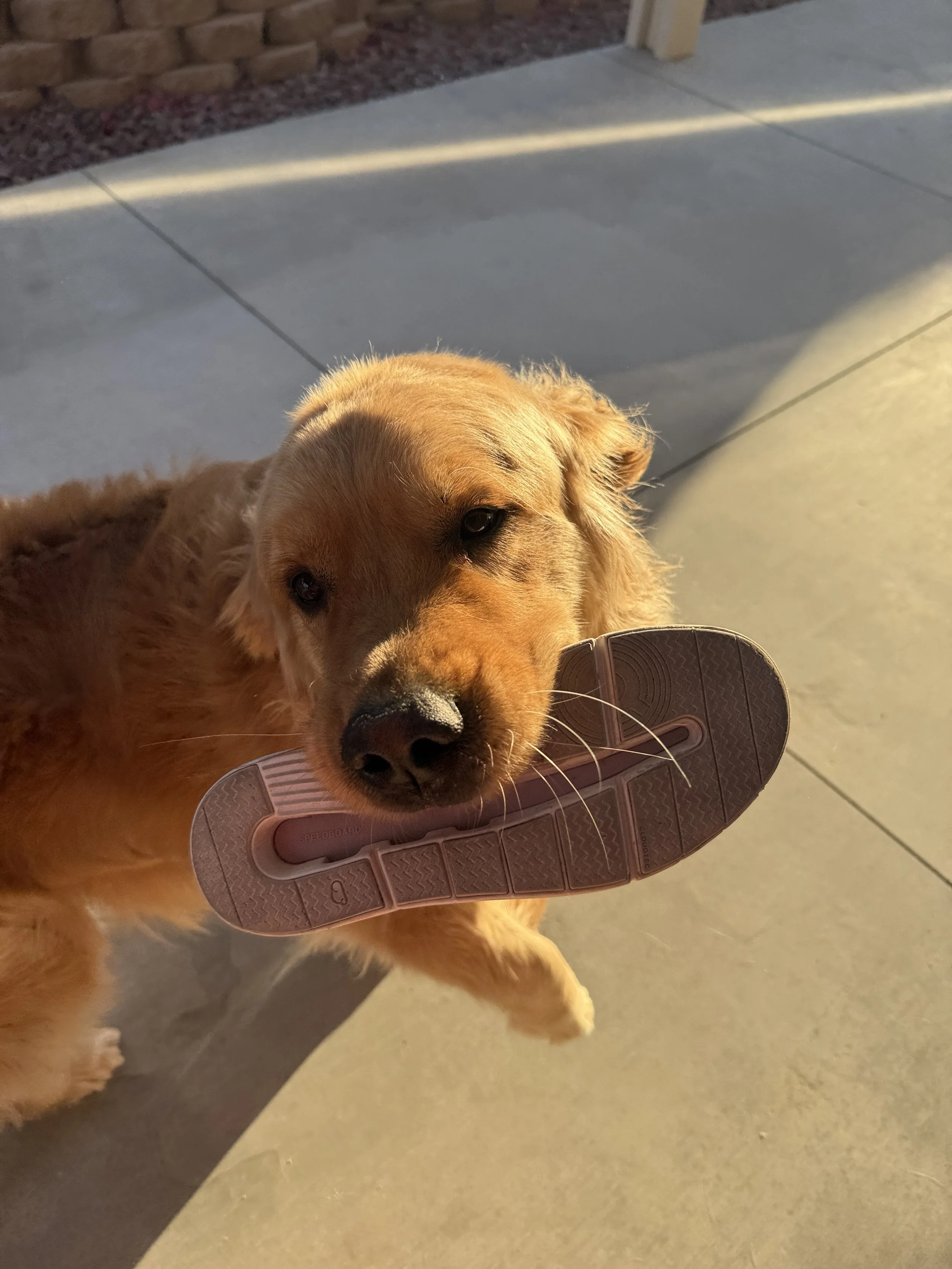 Golden retriever puppy holding a pink sandal in its mouth outside on a concrete patio with a brick wall in the background.